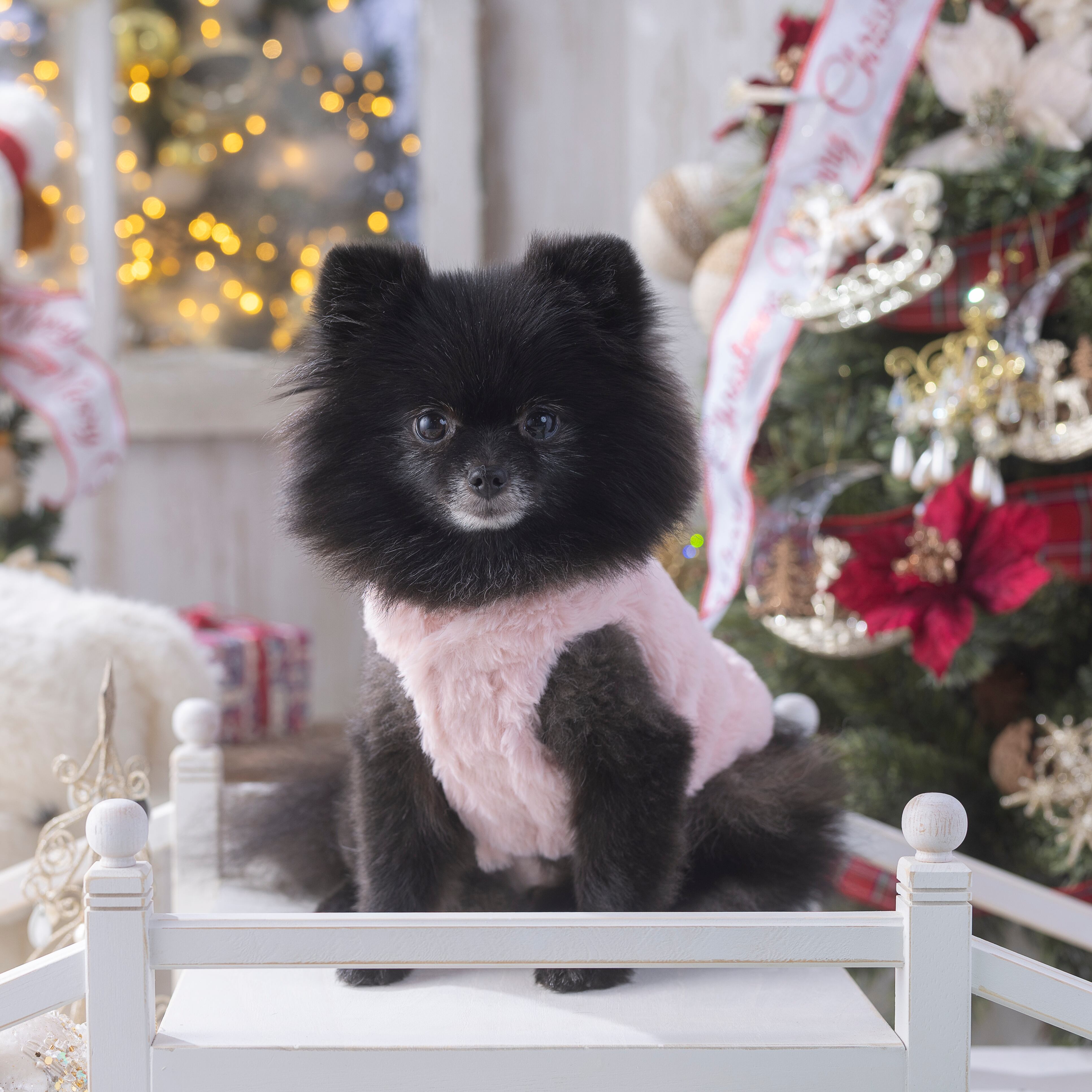 ぽめ一枚で着用、毛量もあるので　Sサイズでジャストサイズ(2.2kg)