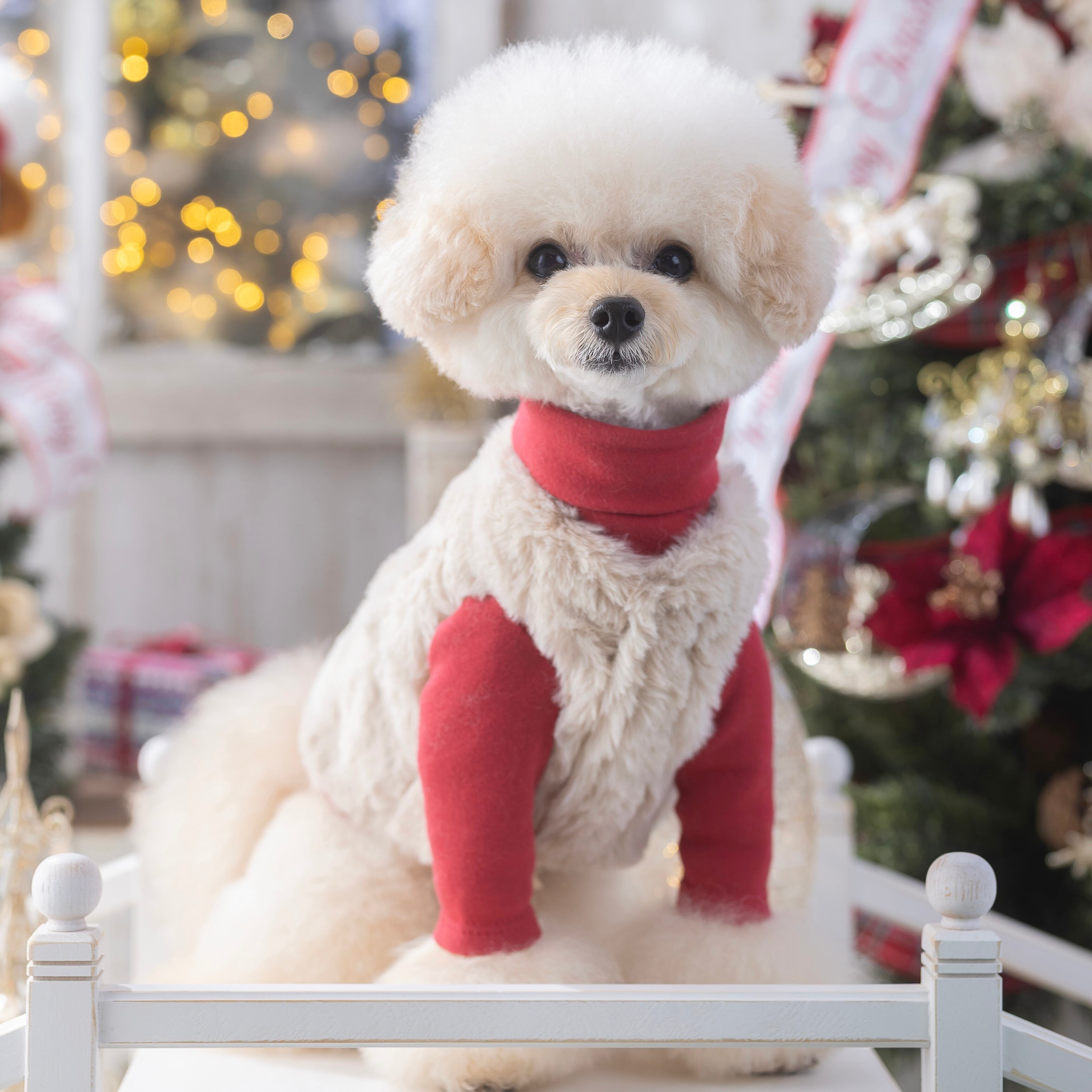 プードルくん、ジャストサイズでS(2.8kg)