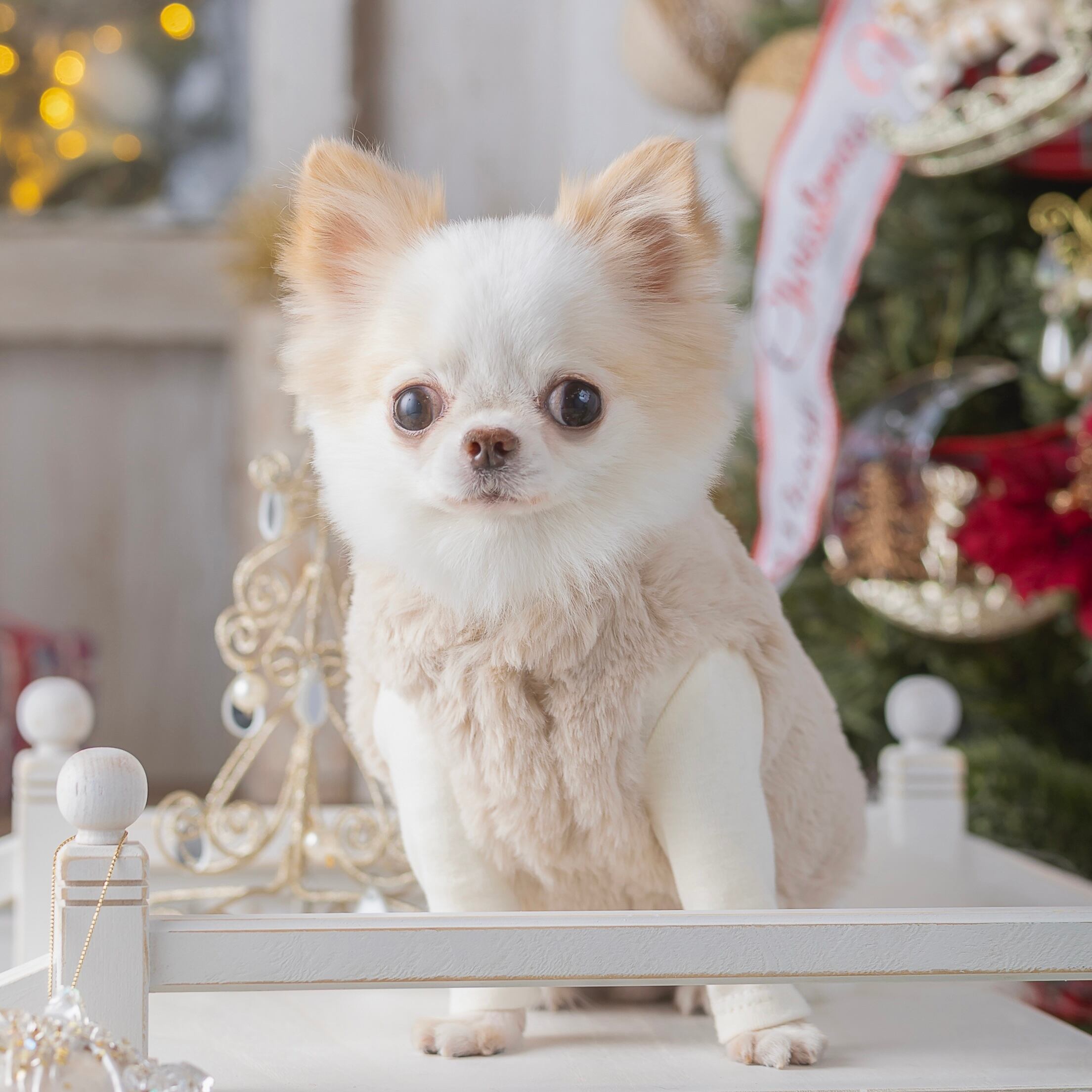 チワワくん、胴回りがあるのでSSサイズ、体重は1.4kg