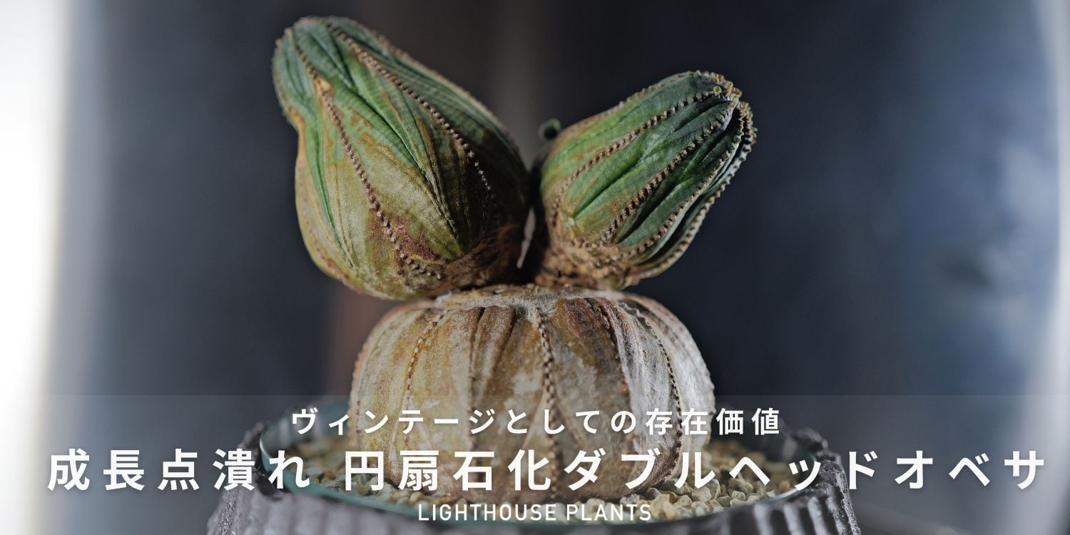 厳選株】超大株 最大幅約11.2cm 円扇石化 成長点潰れ ダブルヘッド