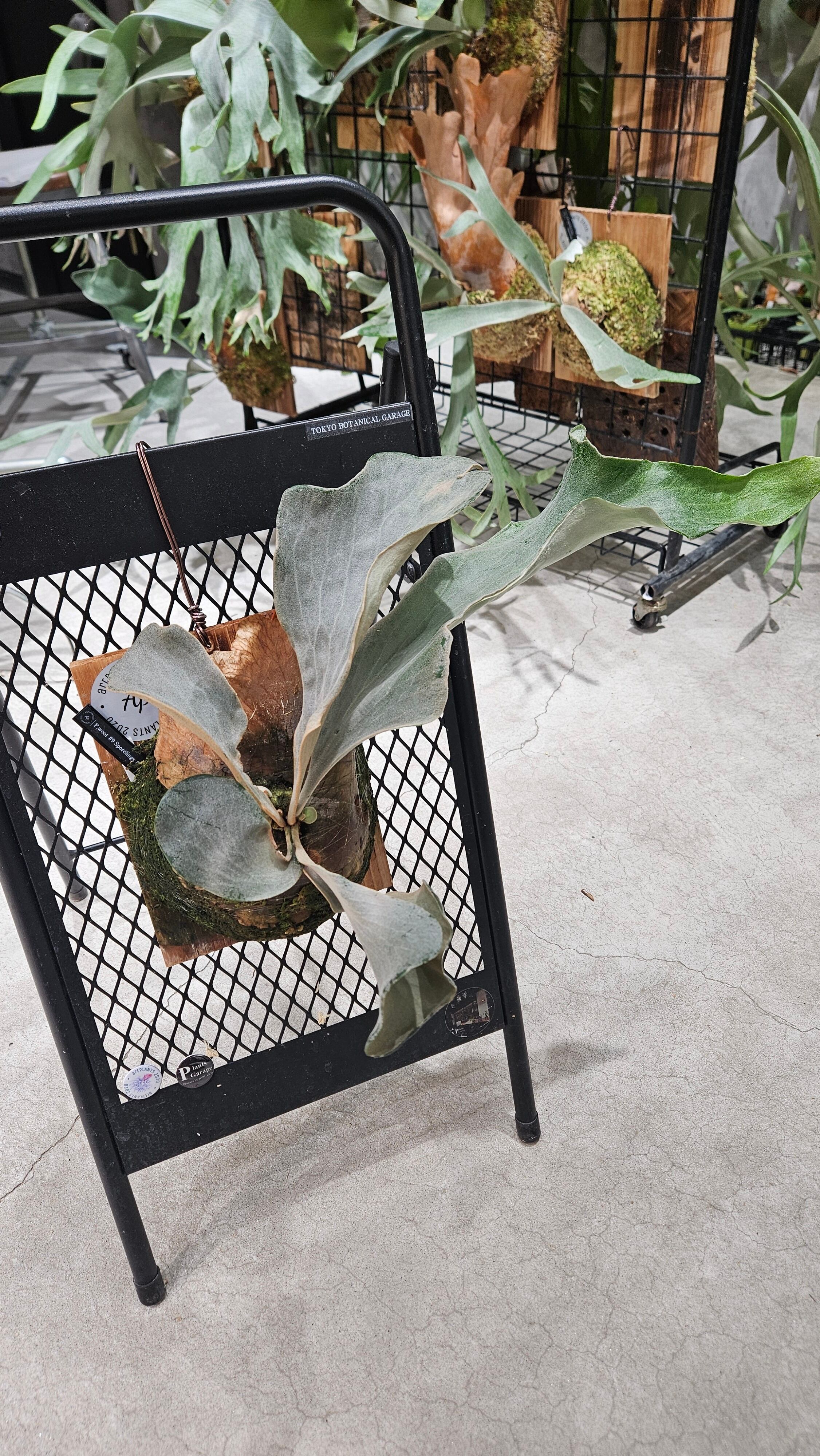 P.woot#9 Spore #17 Select 綴化【artPLANTs/PLANTS GARAGE