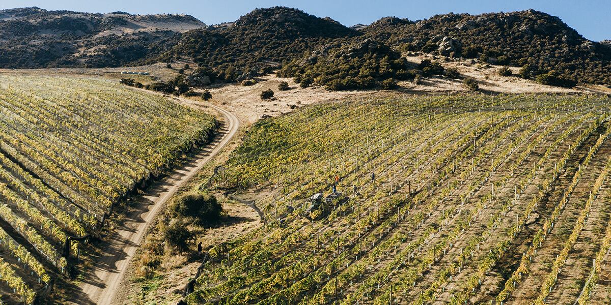 Moko Hills Pinot Noir | Southern Cross Wine Club（サザンクロス