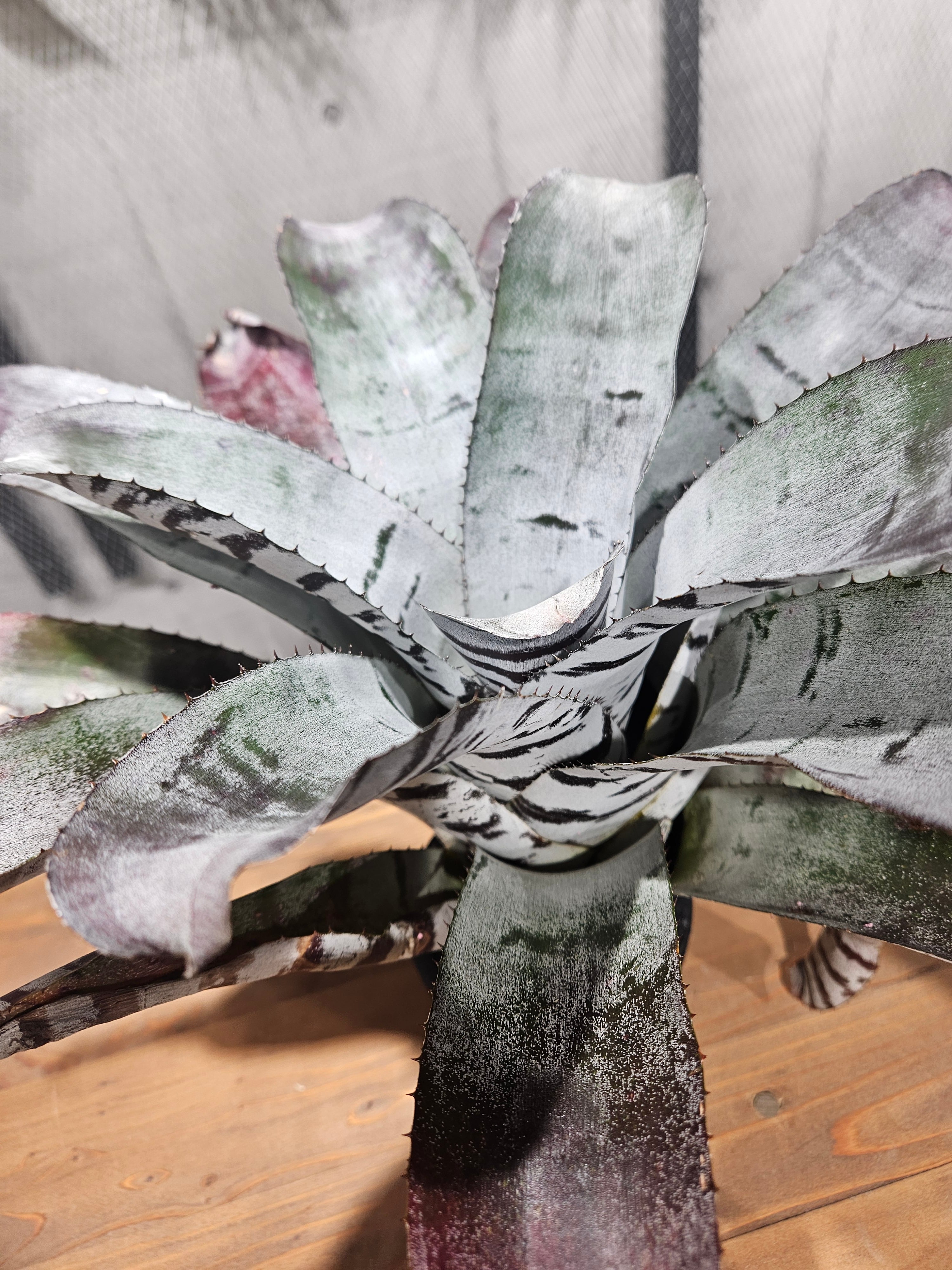 Aechmea chantinii Black Ice 【artPLANTs/PLANTS GARAGE 】エクメア