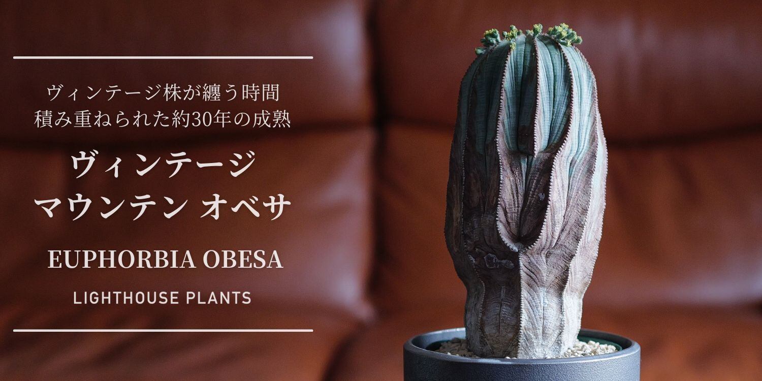 【厳選】幅9.5cm 超特大ヴィンテージ　オベサ オス株【超厳選株】超大株 直径約9cm マウンテン ヴィンテージ オベサ