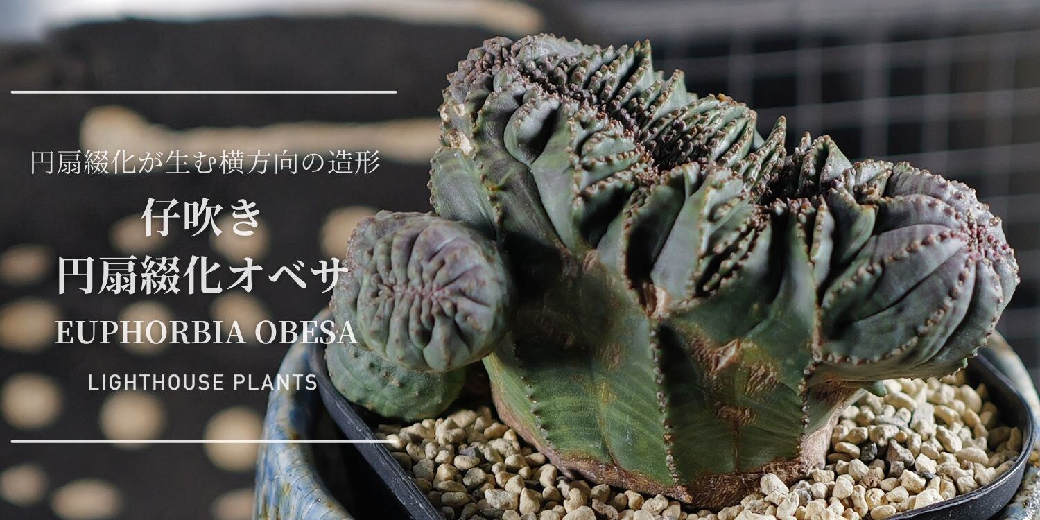 ユーフォルビア　オベサ　扇綴化　実生　オールド株 ユーフォルビア オベサ 扇綴化 実生 オールド株 ユーフォルビア オベサ