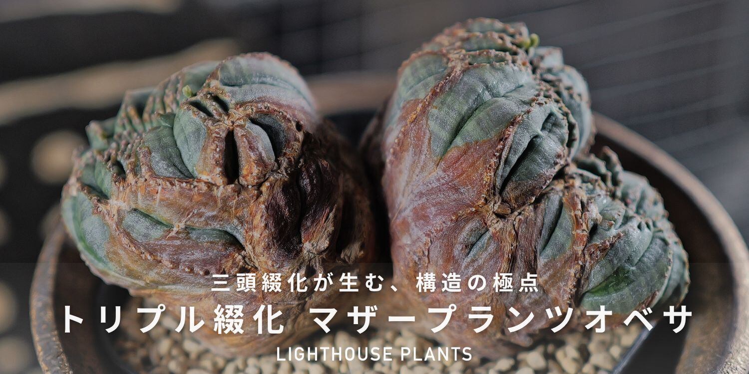 オス株【超厳選株】大株 最大幅約11cm トリプルヘッド 綴化 オベサ