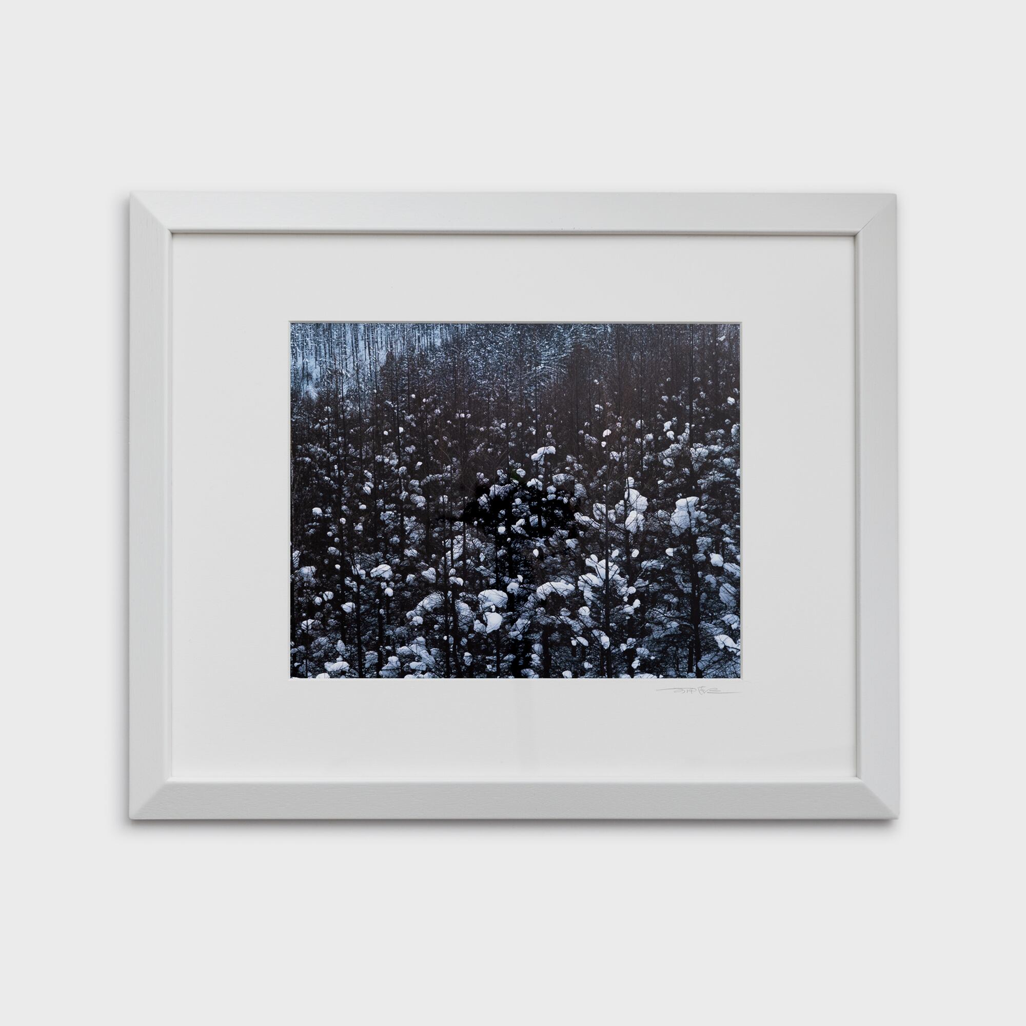 16　カラマツ林の雪　北海道美瑛町