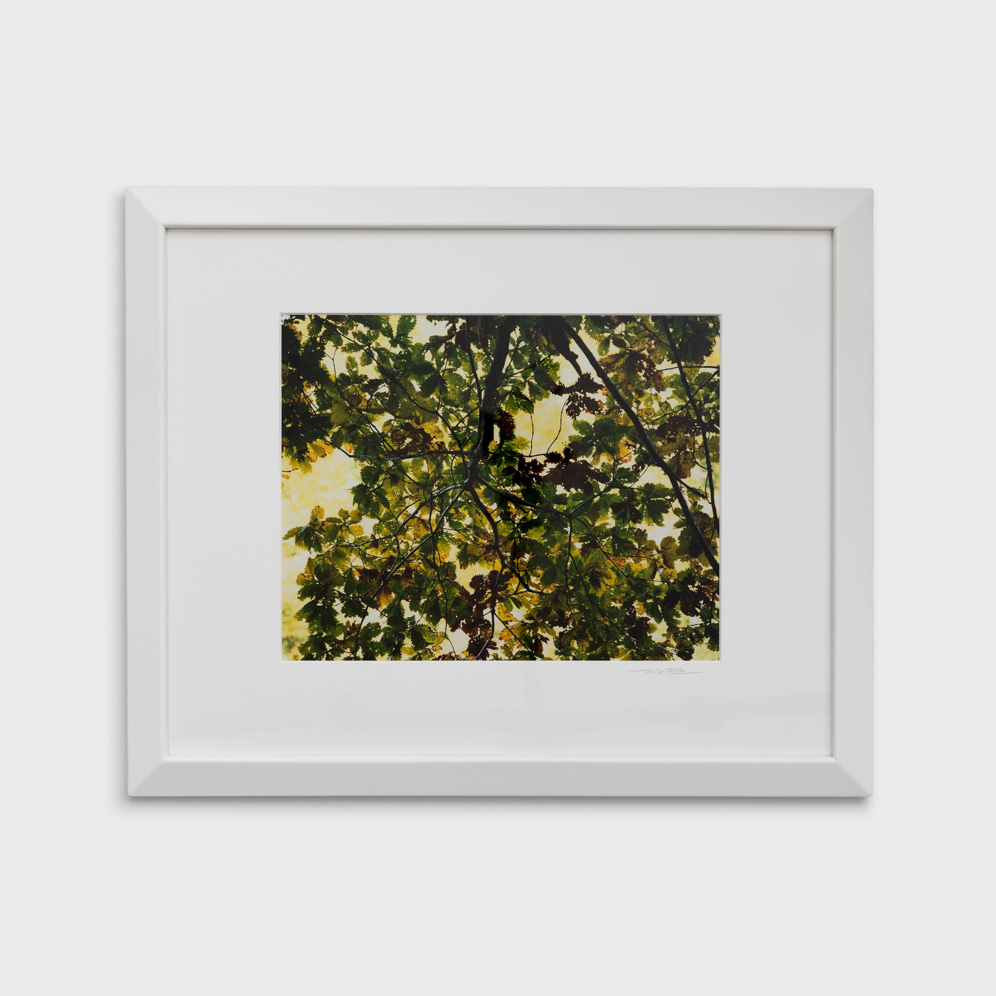 8　葉模様　福島県裏磐梯