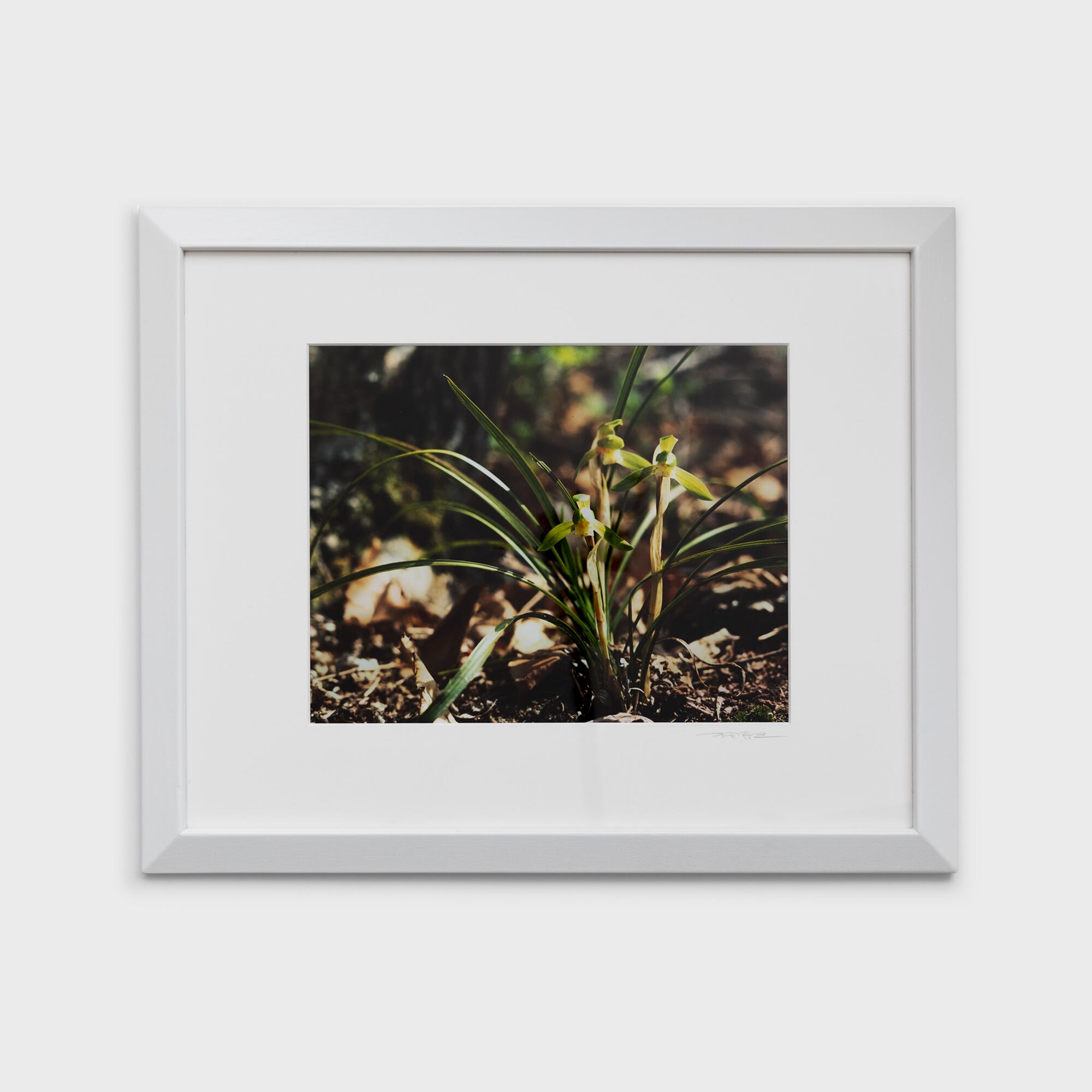 3　シュンラン　奈良県宇陀市