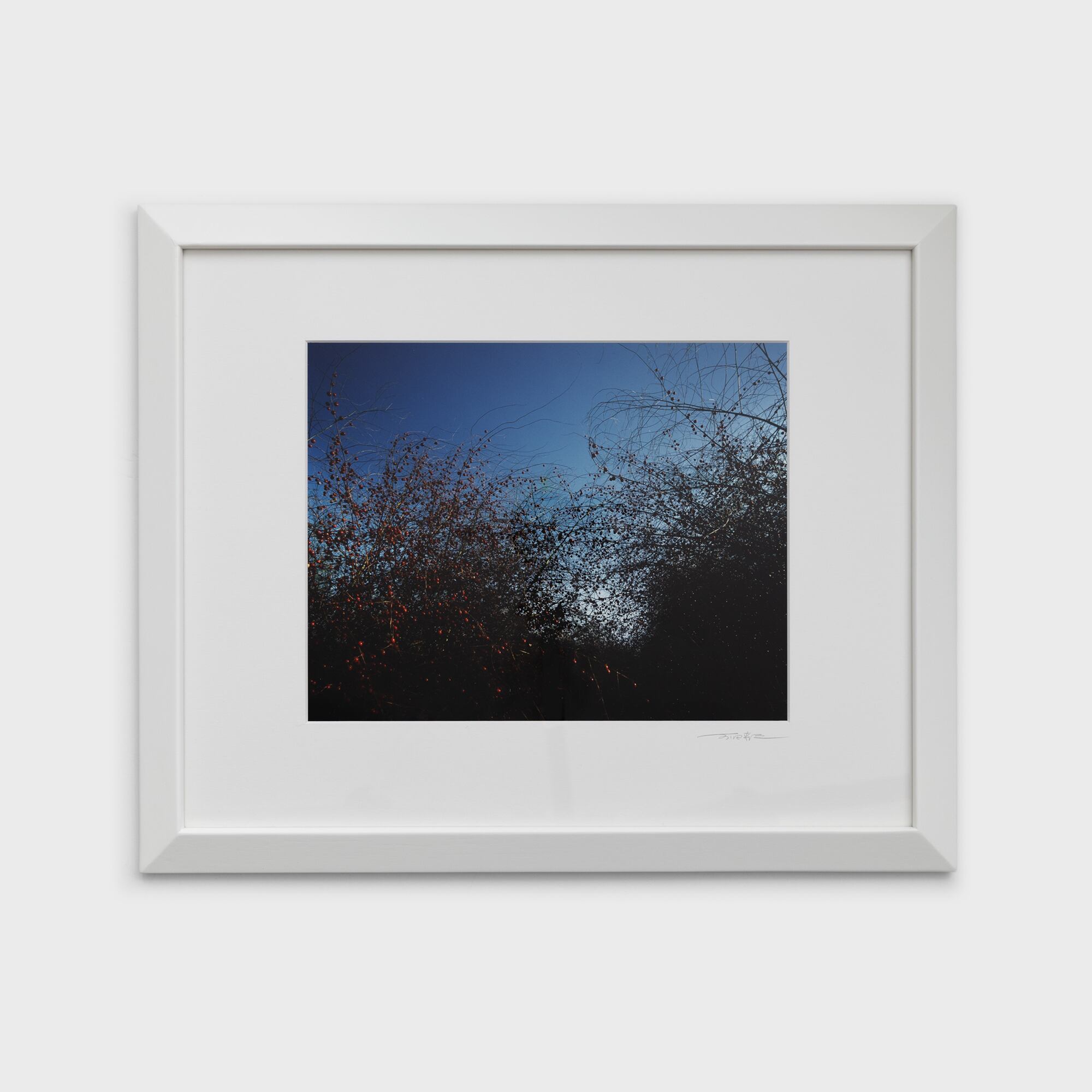 5　アスパラの実　北海道美瑛町