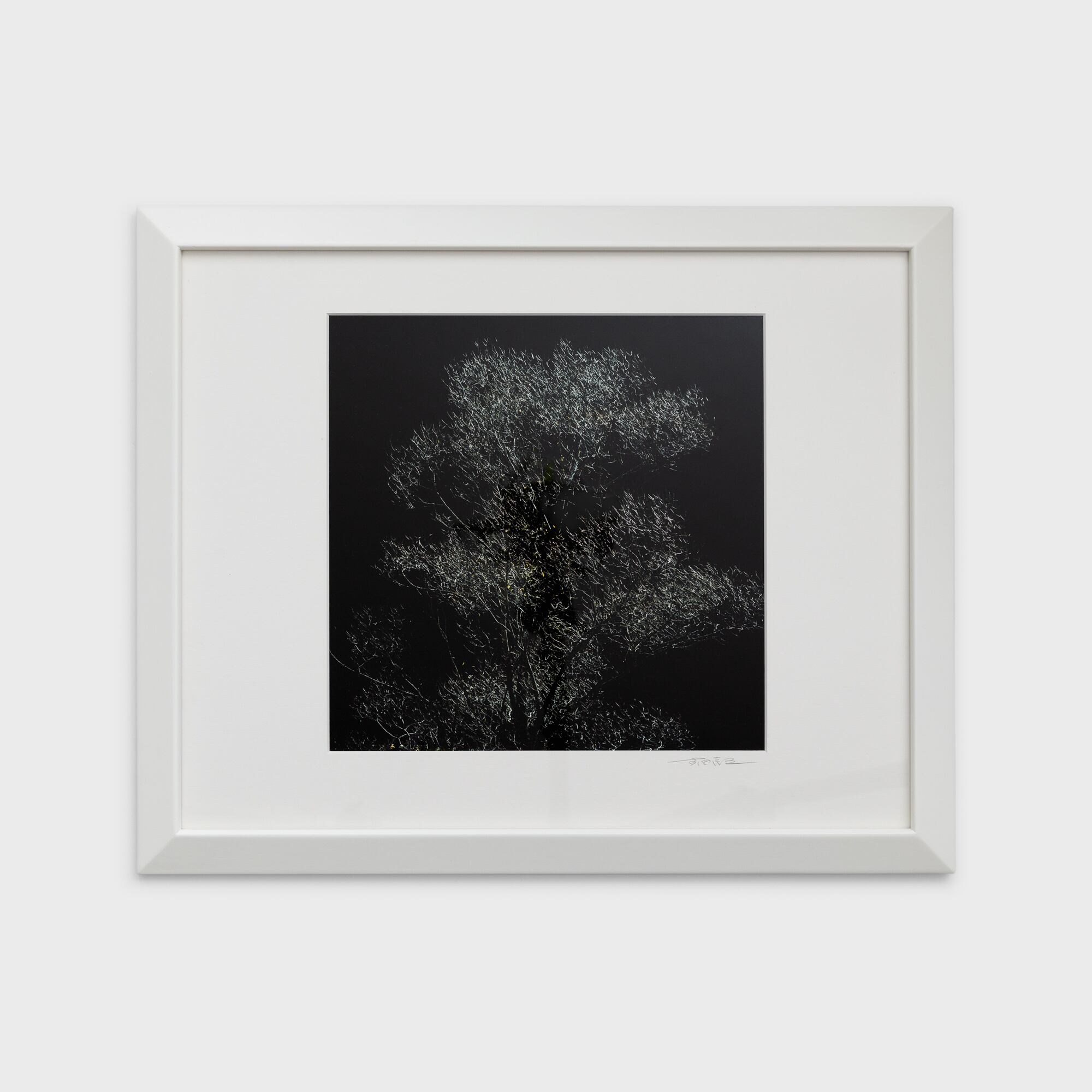 19　光るケショウヤナギ　長野県上高地