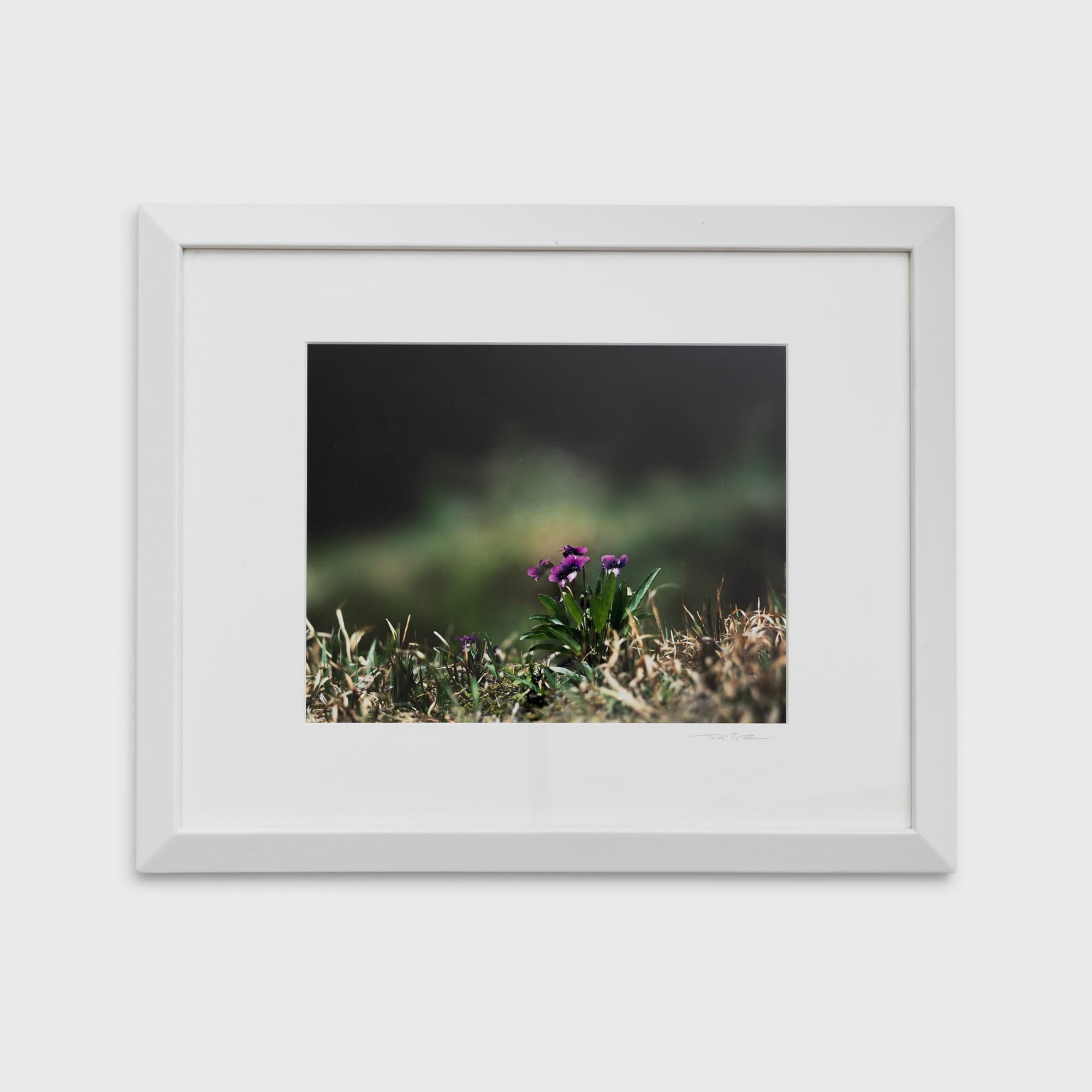 11　畦のスミレ　奈良県宇陀市