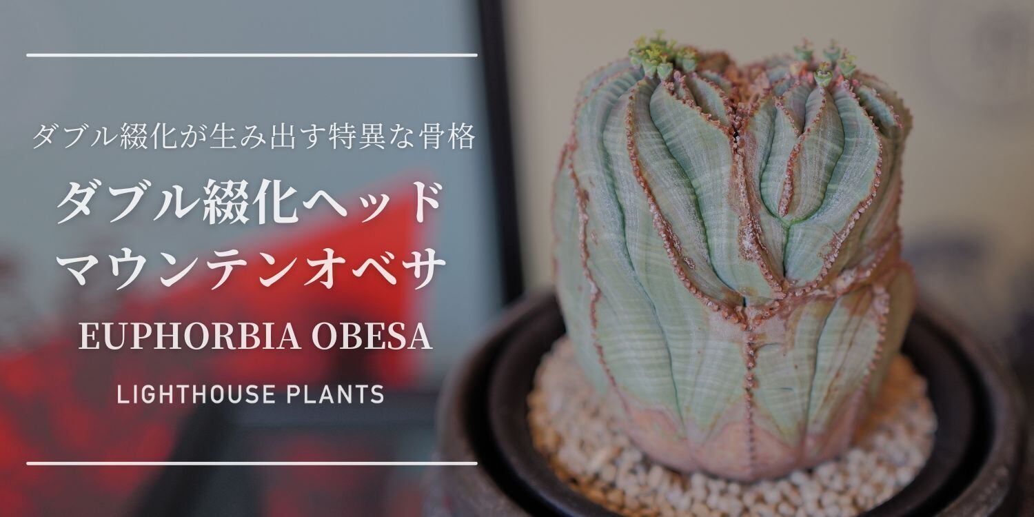 メス株【超厳選株】ダブル綴化ヘッド 捻じれ マウンテン モンスト