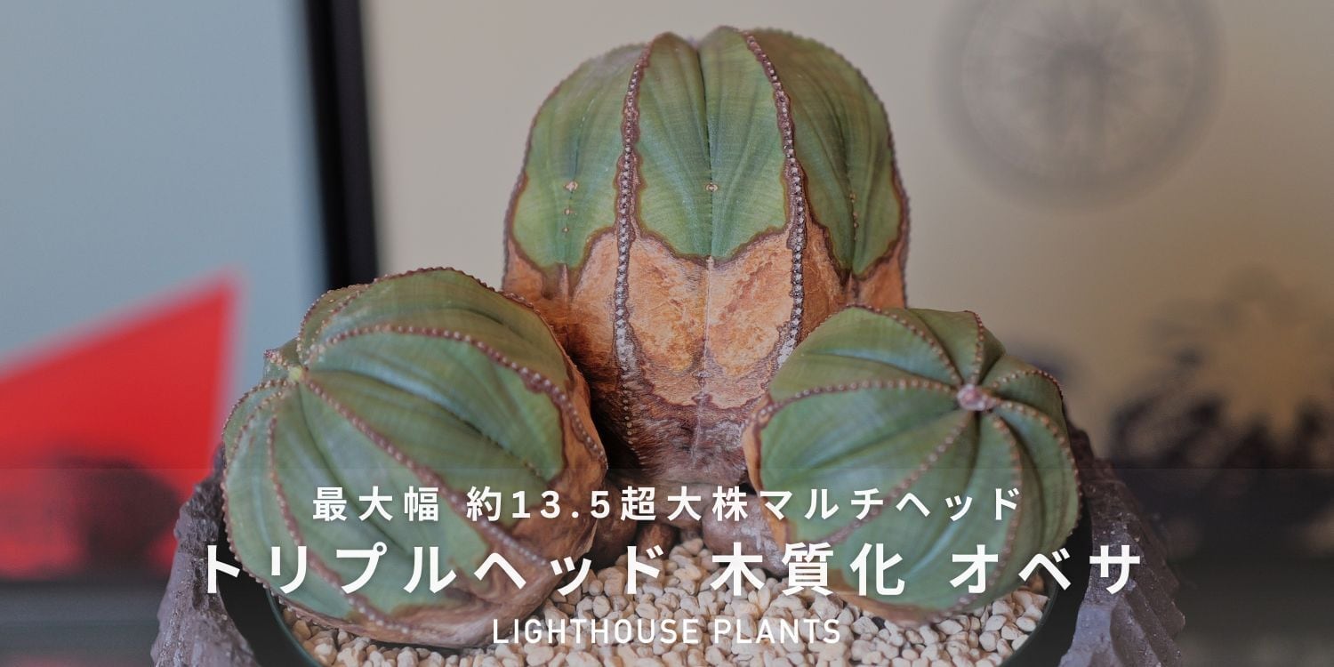 メス株【超厳選株】超大株 最大幅約 13.5cm トリプルヘッド オベサ