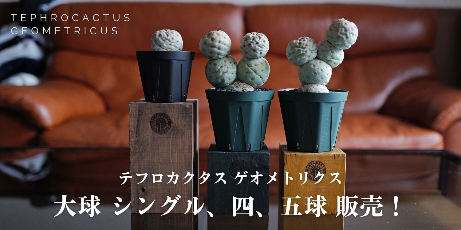 大球 1球 シングル テフロカクタス ゲオメトリクス | LIGHTHOUSE