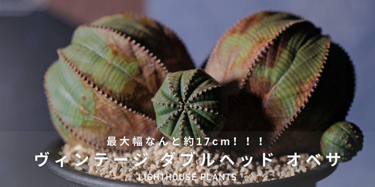 超厳選株】ヴィンテージ 超大株 最大幅 約17cm ダブルヘッド 仔吹き