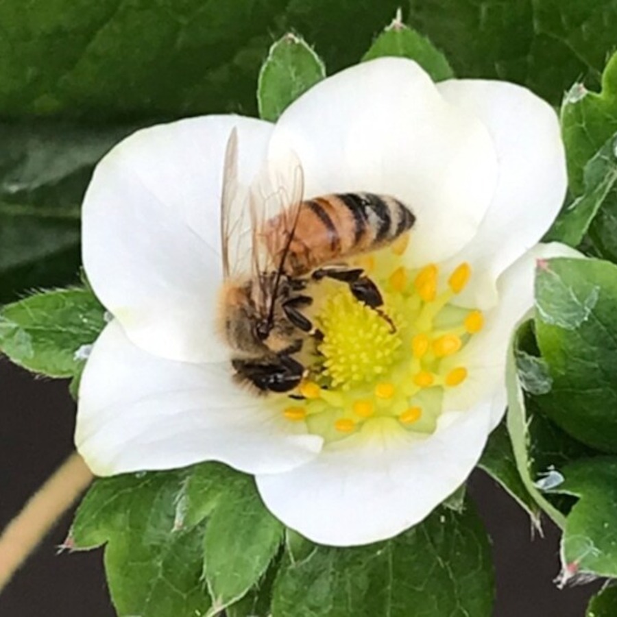 ミツバチが受粉してくれます