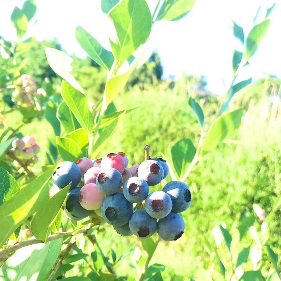 高原の「瑠璃の町」が育む農薬・肥料不使用栽培ブルーベリー