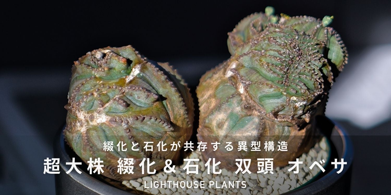 オス株【超厳選株】大株 最大幅約12.5cm ダブルヘッド 綴化 石化