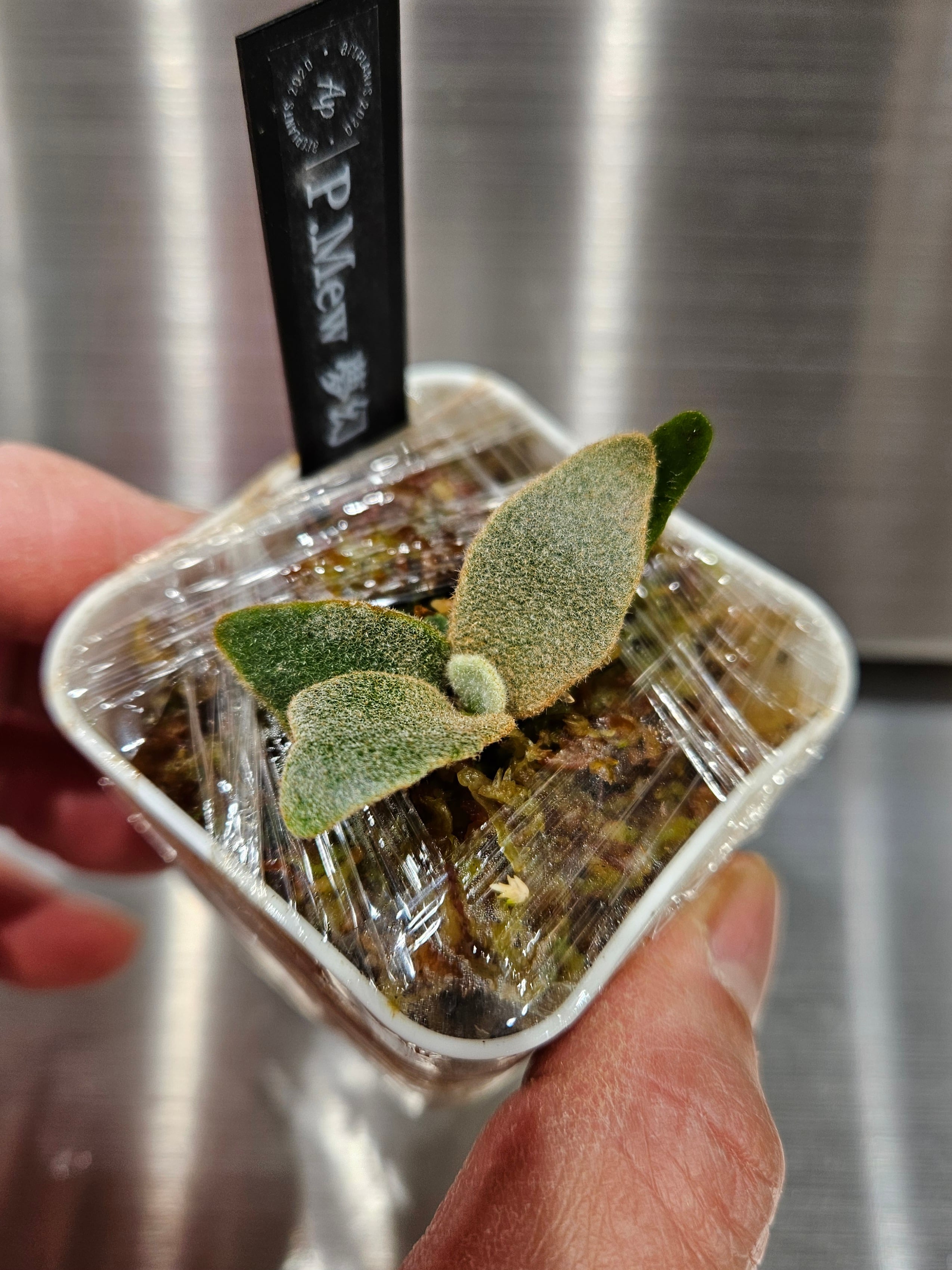 P.Mew 夢幻 Sporelings 【artPLANTs/PLANTS GARAGE 】ビカクシダ