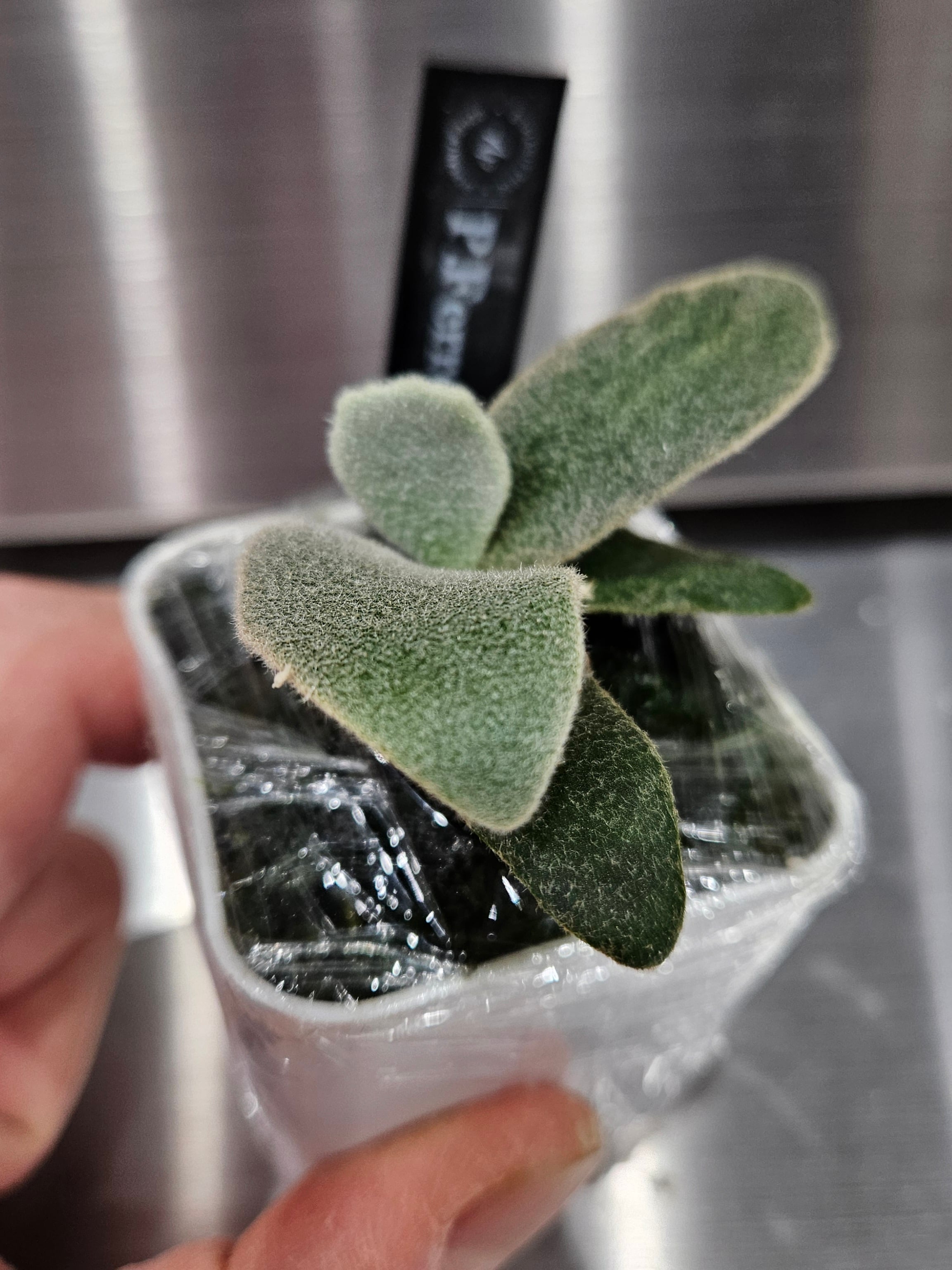 P.Ferret Sporelings 【artPLANTs/Platycerium 】ビカクシダ