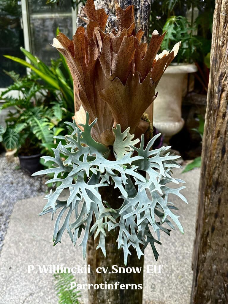 P.willinckii cv. Dairy Queen × P.willinckii Snow Elf Sporelings