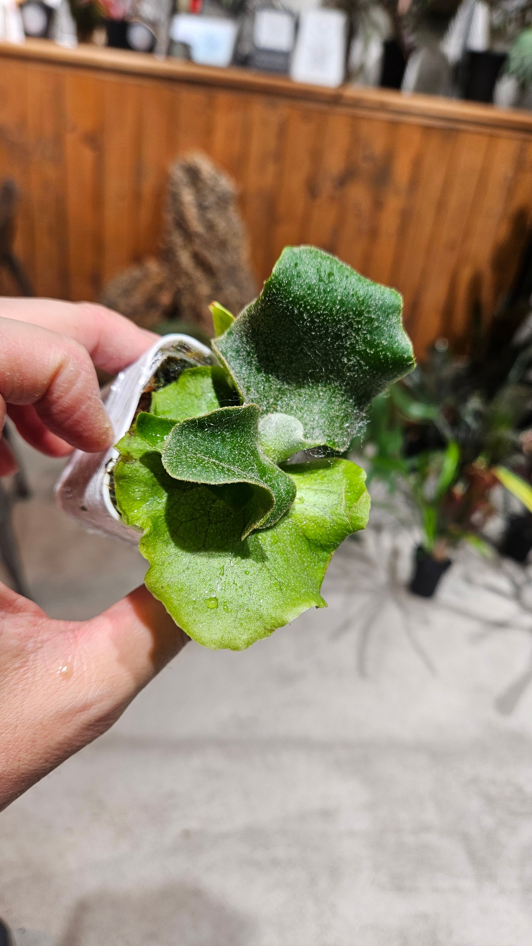P.willinckii OMG × Ginka Spore Select 【artPLANTs/PLANTS GARAG