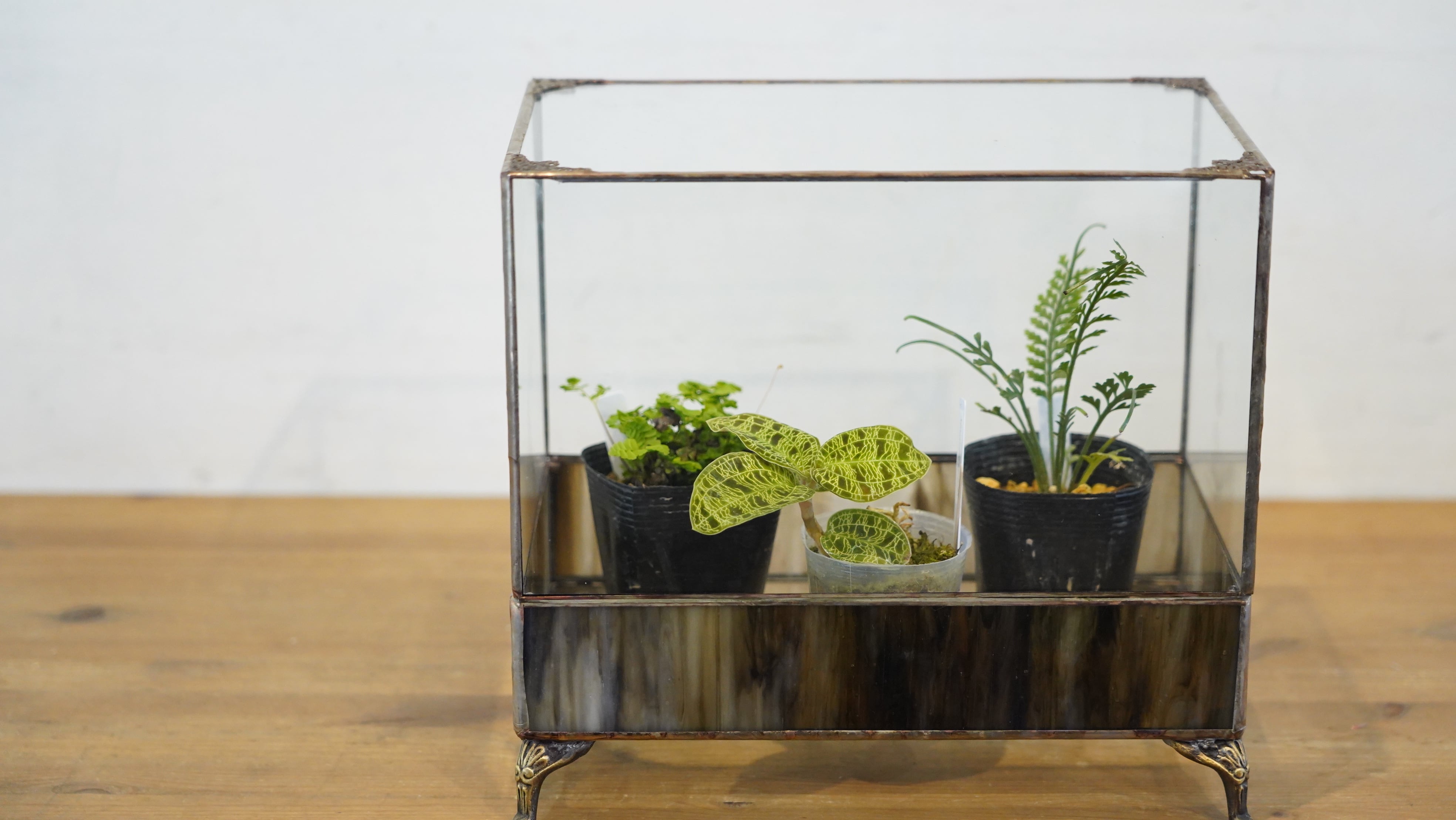 限定5台】植物を美しく見せるワーディアンケース｜IKUIT×道草コラボ