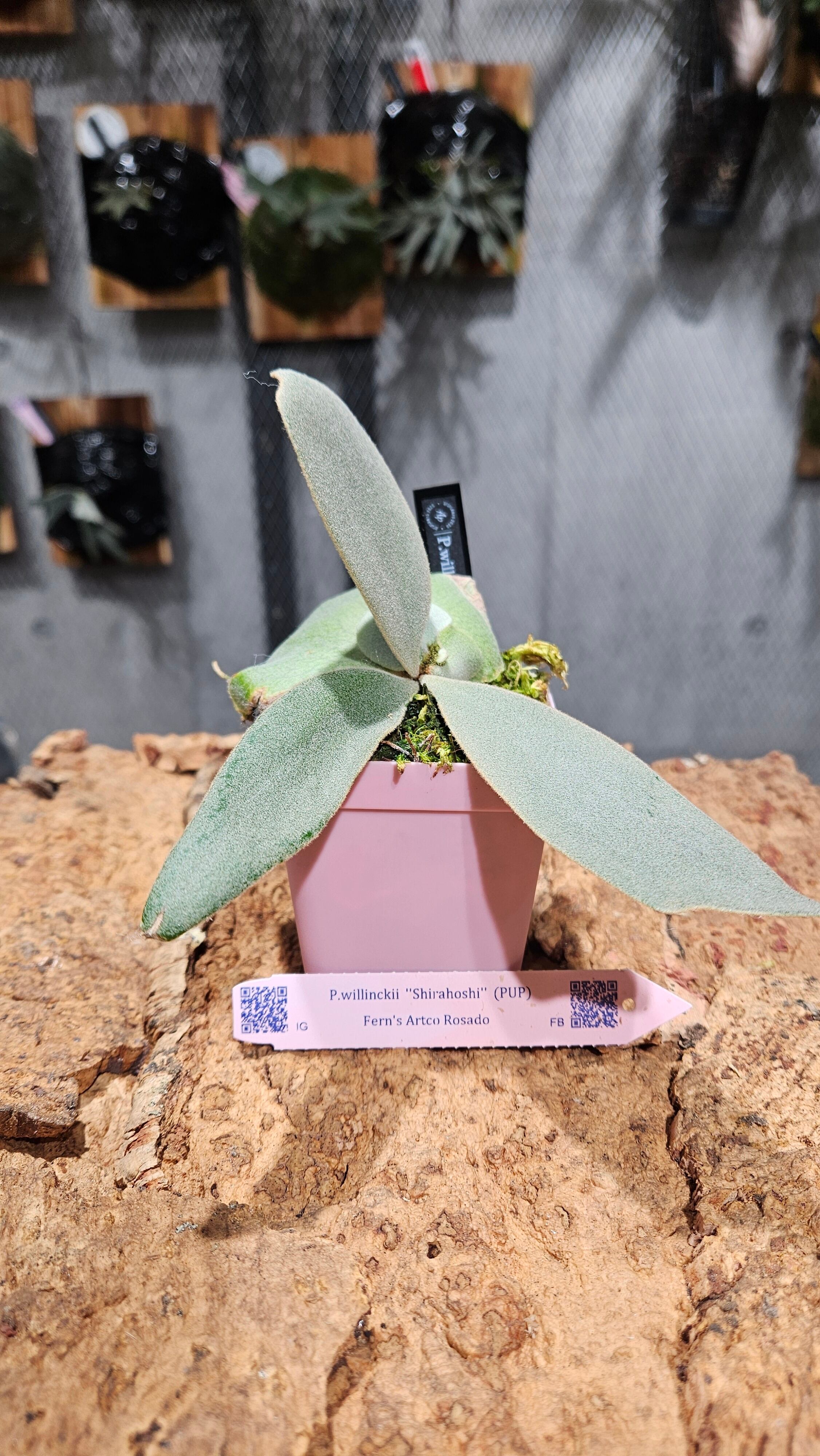 P.willinckii Shirahoshi【artPLANTs/PLANTS GARAGE 】ビカクシダ