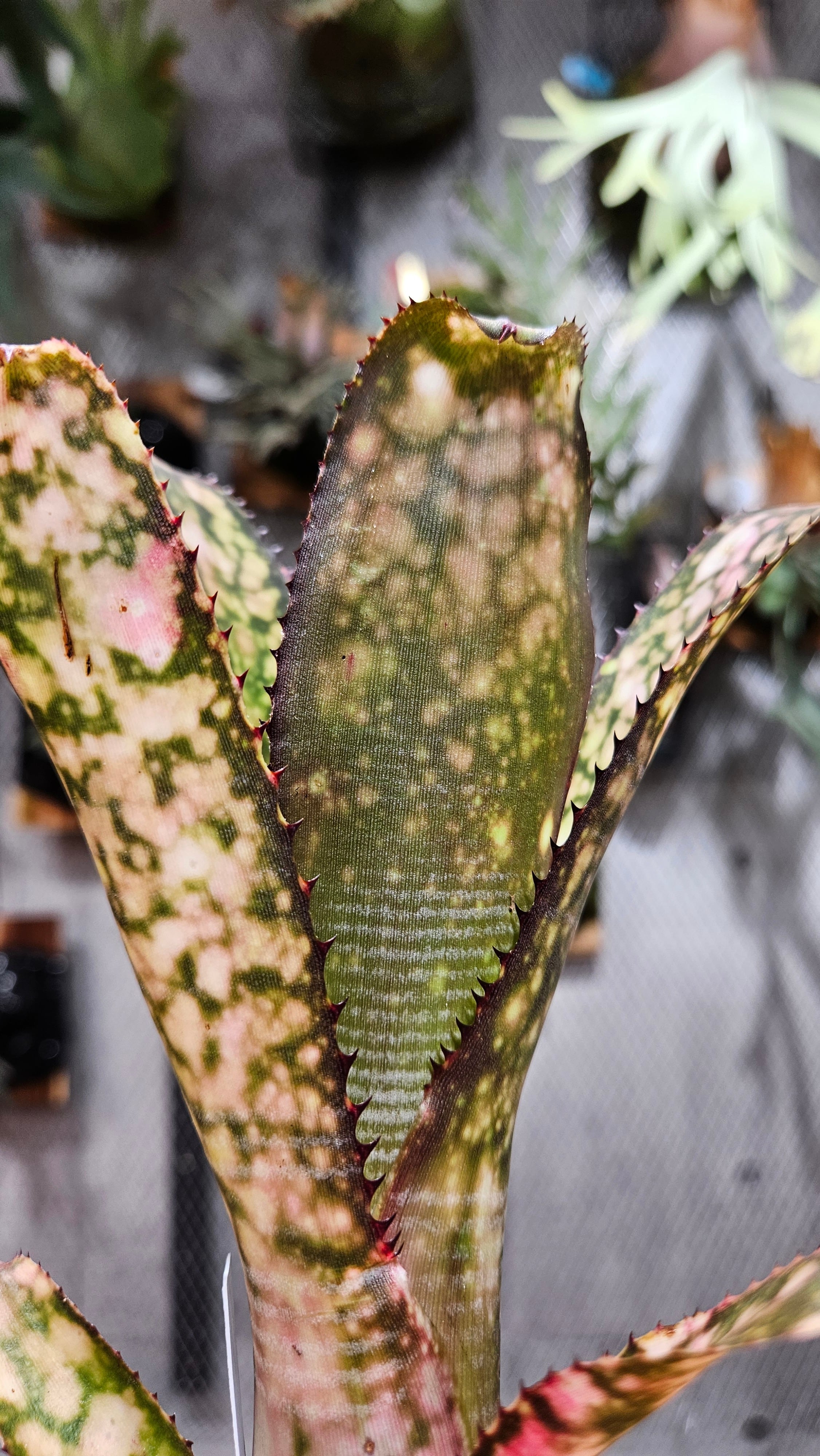 Billbergia. Apocalypse【artPLANTs/PLANTS GARAGE 】タンクブロメリア