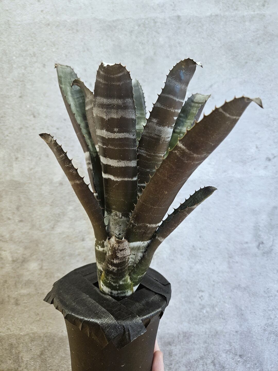 Aechmea Chantinii Black zombie 【artPLANTs/PLANTS GARAGE