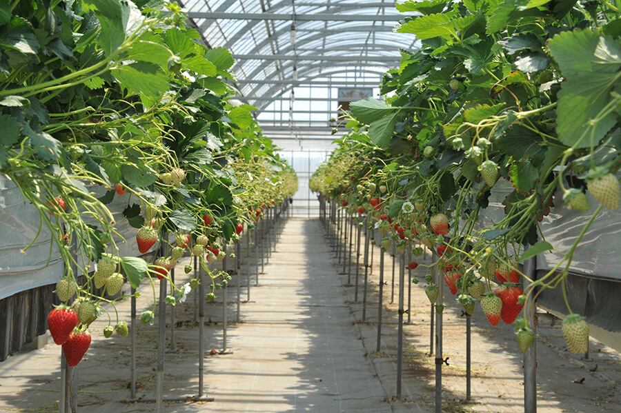 色づき始めた苺