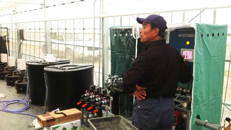 いちご一筋50年の職人