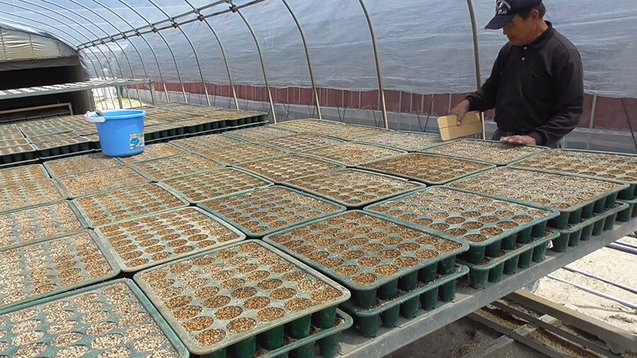 一つ一つ丁寧に土入れ