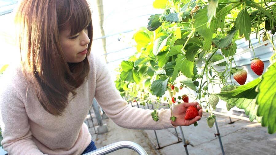 色づき具合を見て収穫