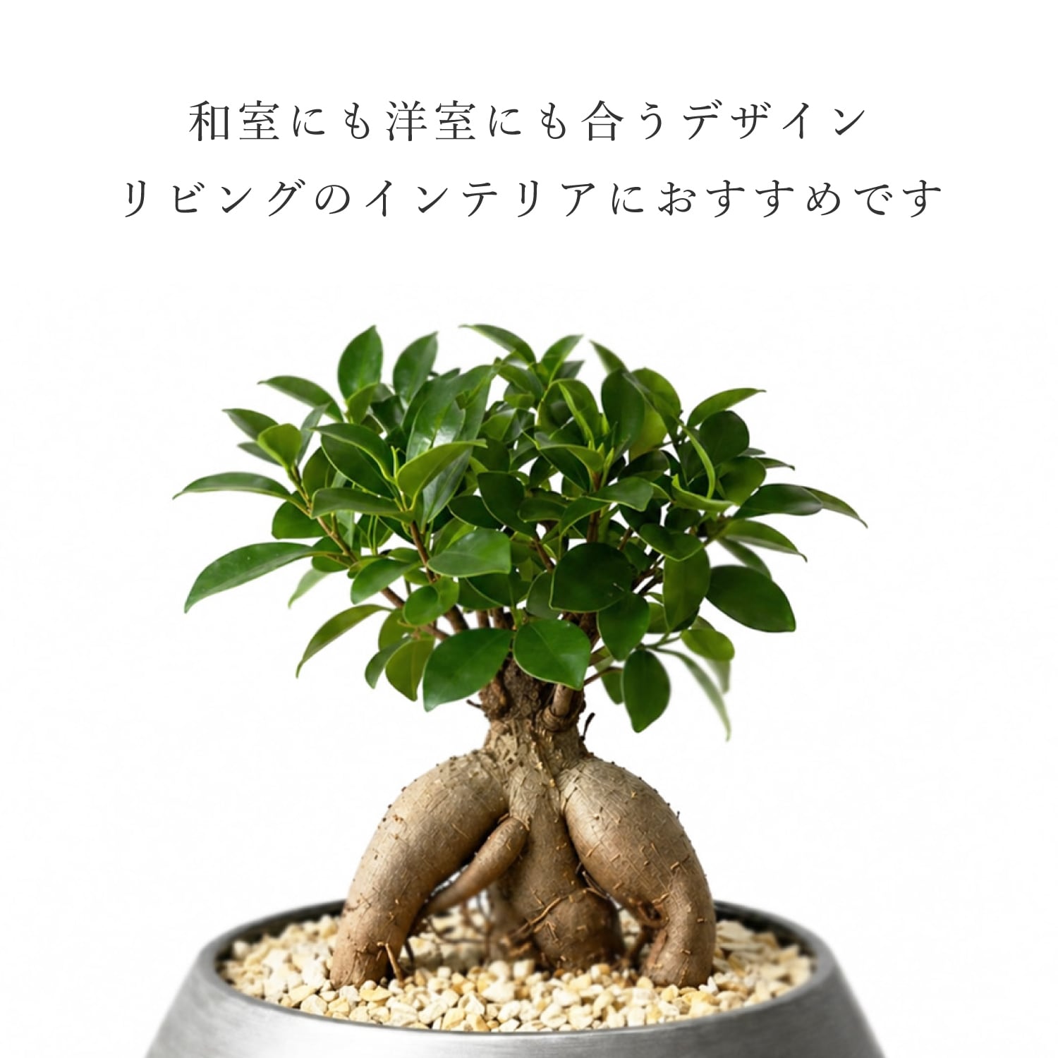 多幸の木 ガジュマル盆栽｜銀鉢仕立て・モダンインテリア | インテリア