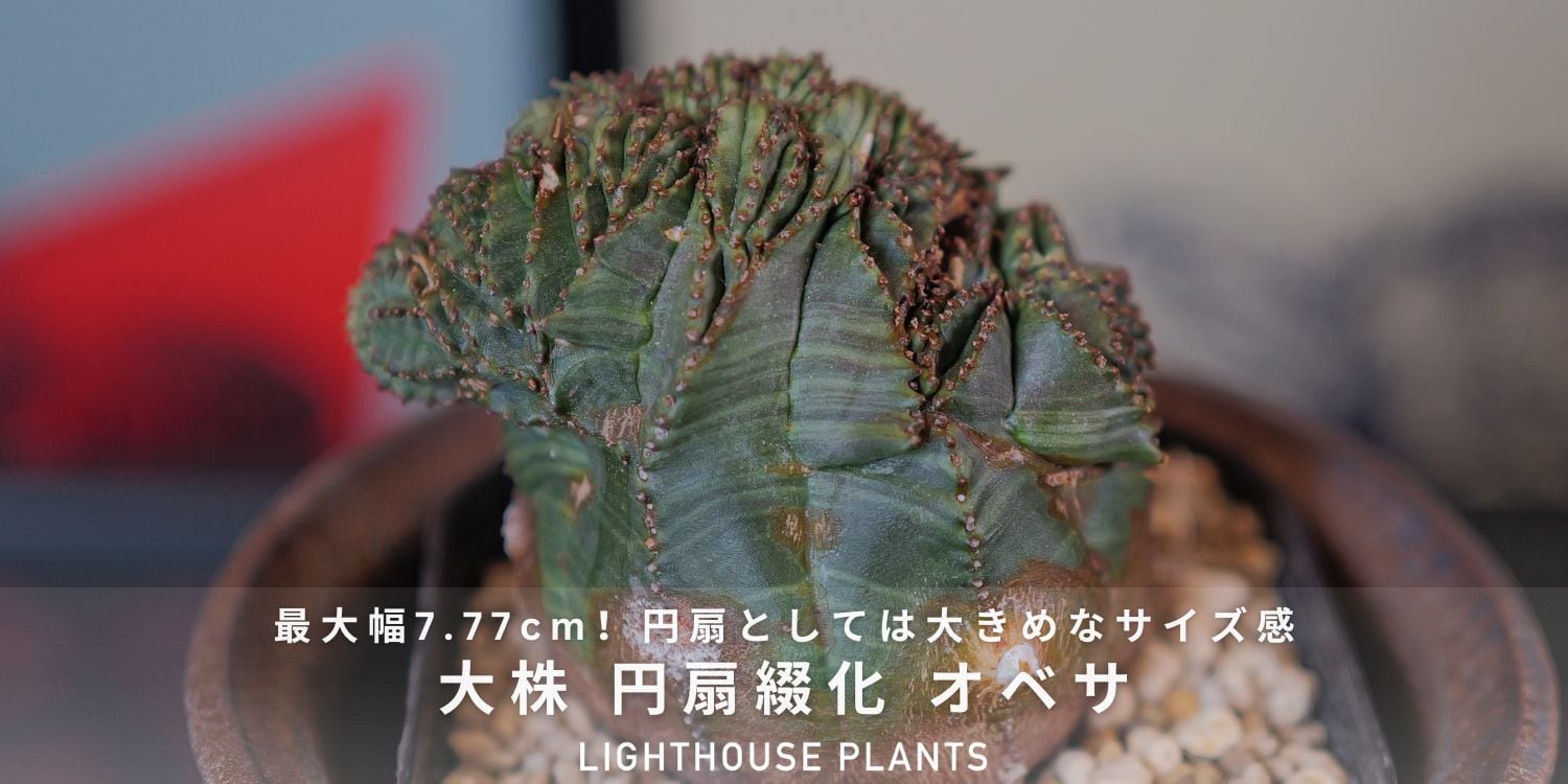 ゆーきん様専用貴重ユーフォルビアオベサ綴化、ダブルヘッド オベサ