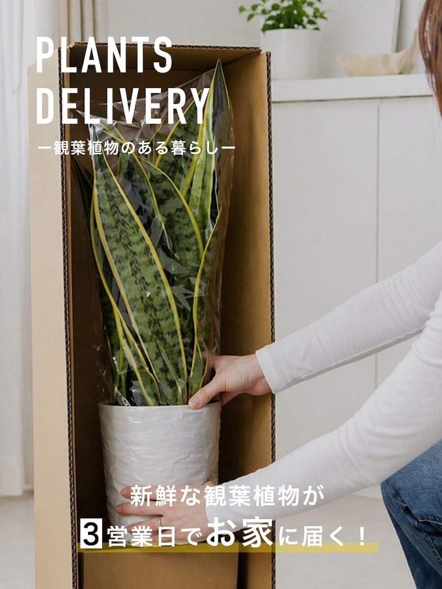 多幸の木 ガジュマル盆栽｜黒鉢仕立て・モダンインテリア | インテリア