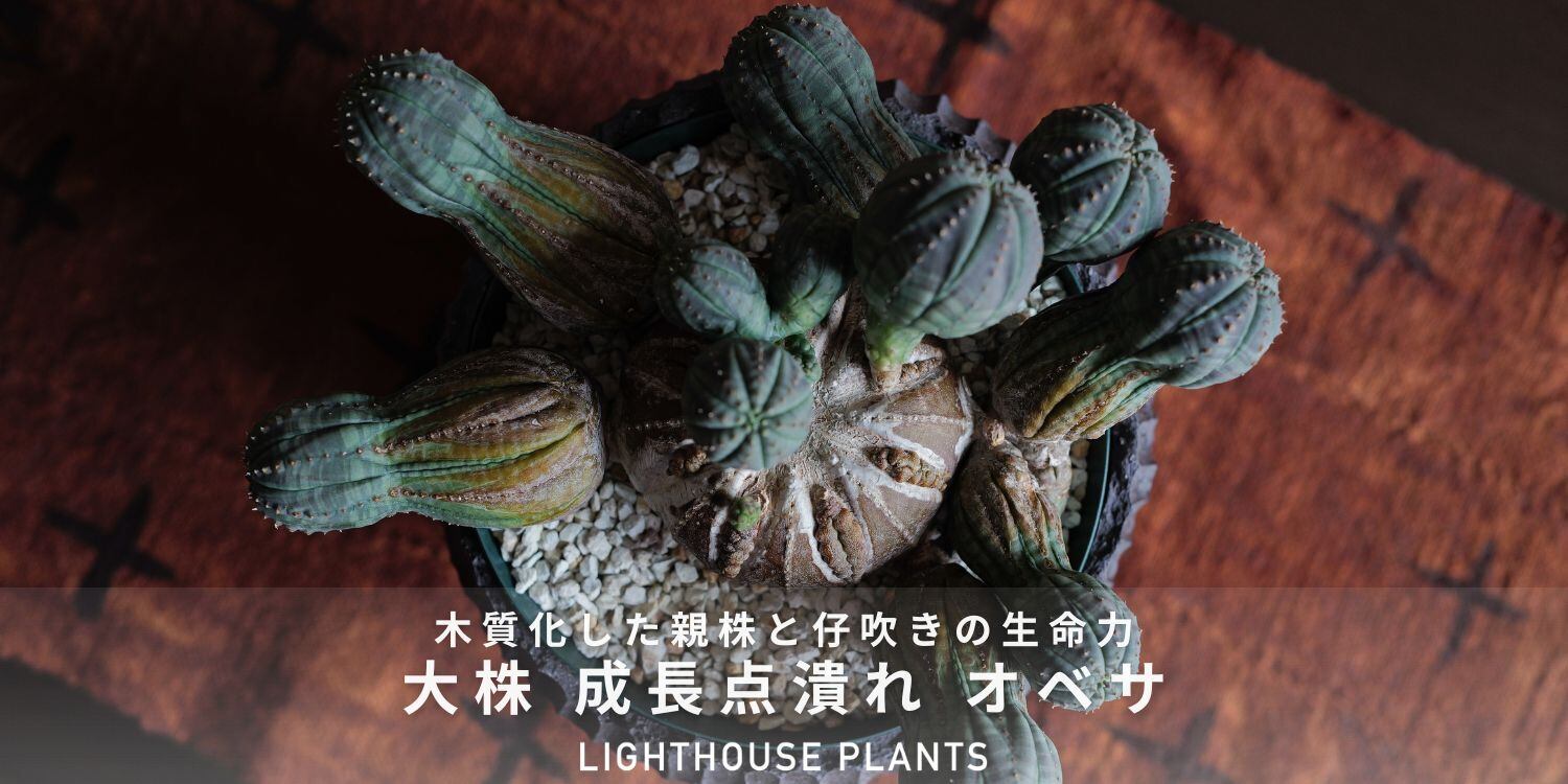 大株 最大幅 約19cm 成長点潰れ 仔吹き オベサ / ユーフォルビア