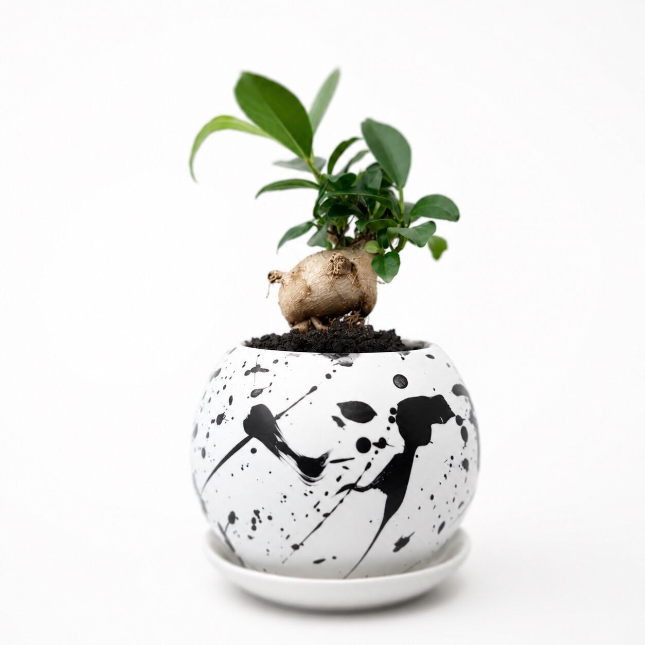 多幸の木」スプラッター柄の鉢に植えられたガジュマル | インテリア