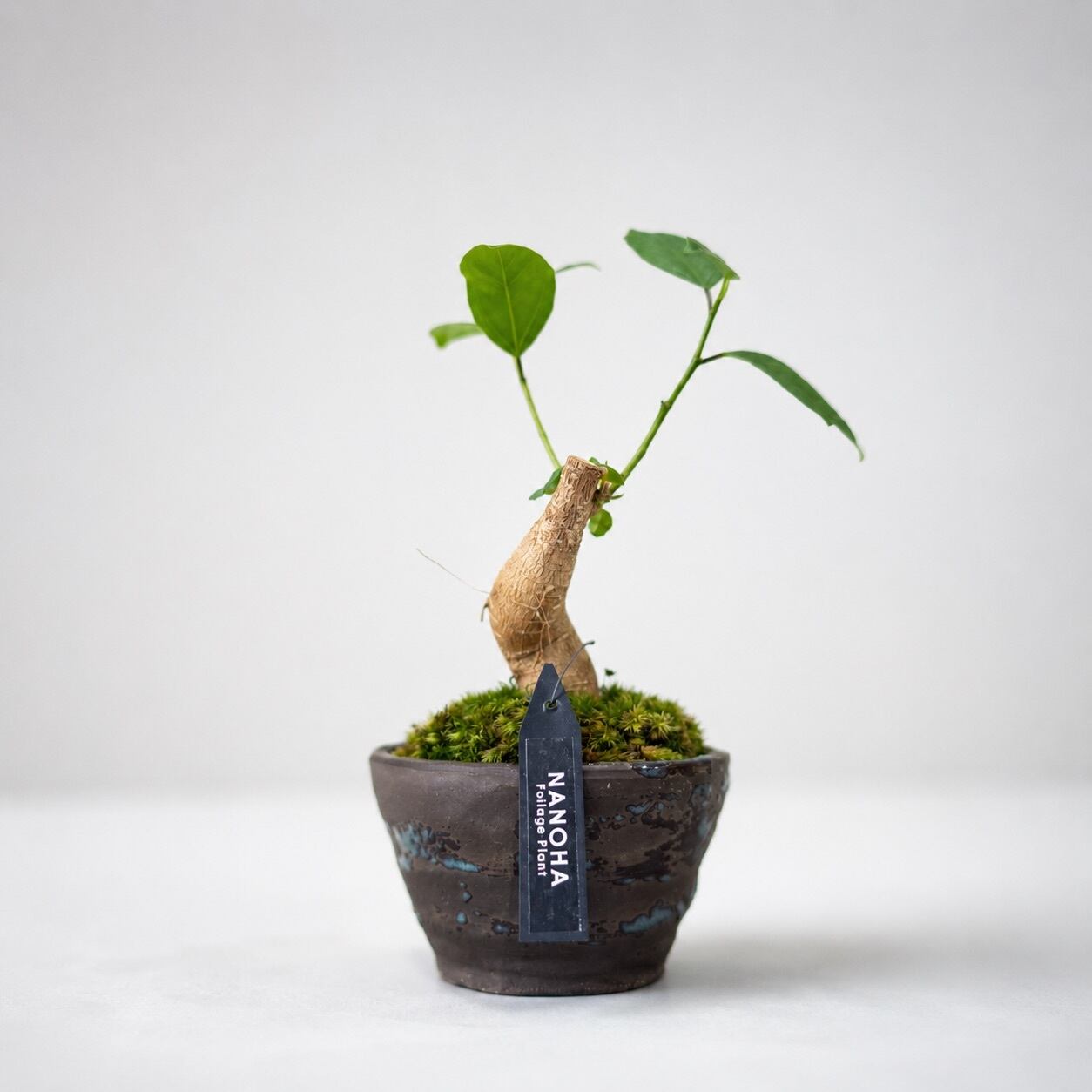 多幸の木」和風な鉢に植えられたお洒落なガジュマル | インテリア