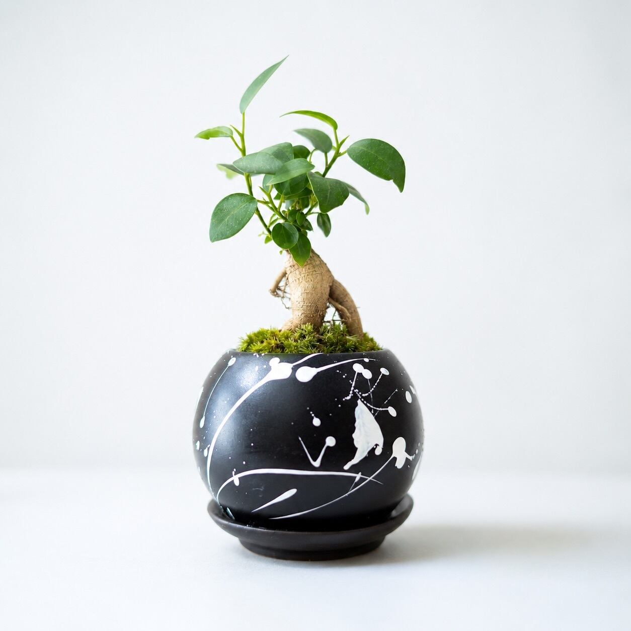 多幸の木」スプラッター柄の鉢に植えられたガジュマル | インテリア