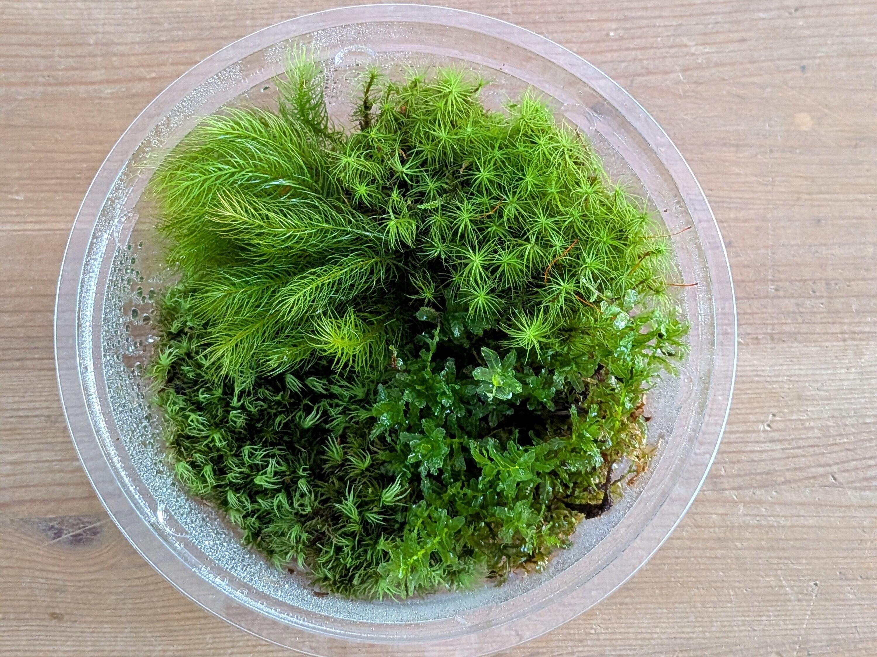趣味の園芸7月号 掲載記念】景色をつくる苔テラリウムキット（BOX