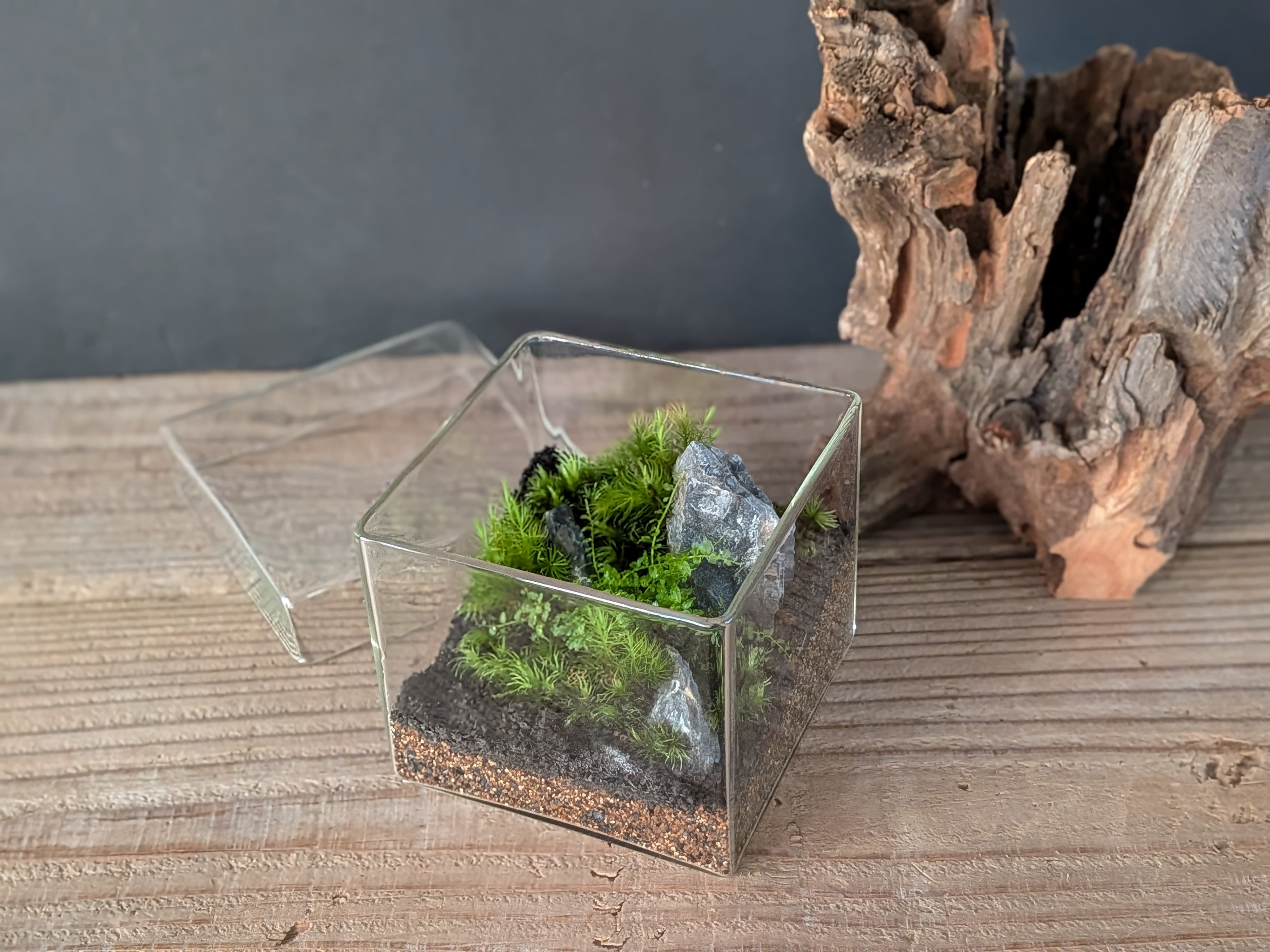 趣味の園芸7月号 掲載記念】景色をつくる苔テラリウムキット（BOX