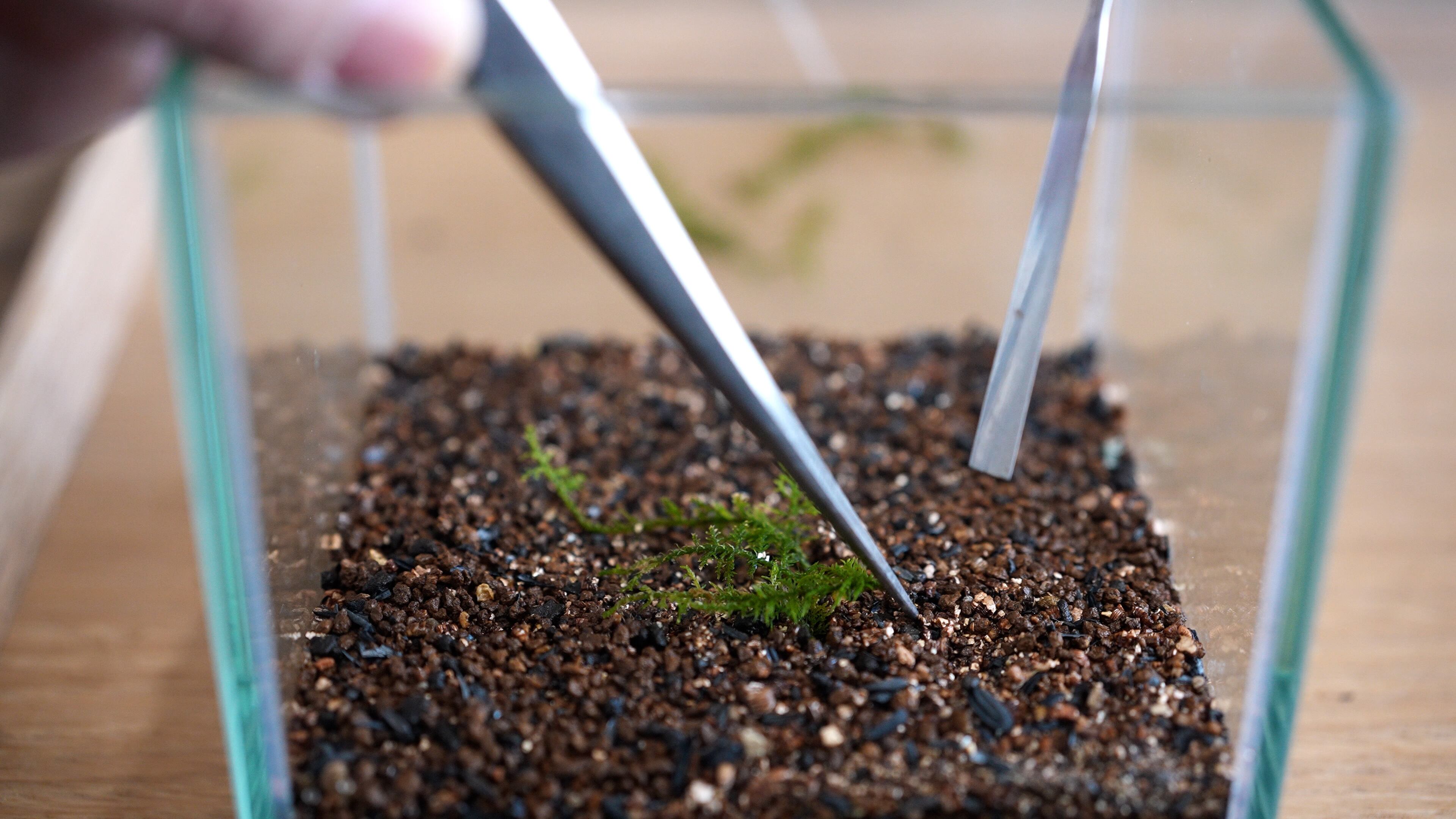 シノブゴケ 苔テラリウム作製用素材苔 | 苔テラリウム専門ショップ道草