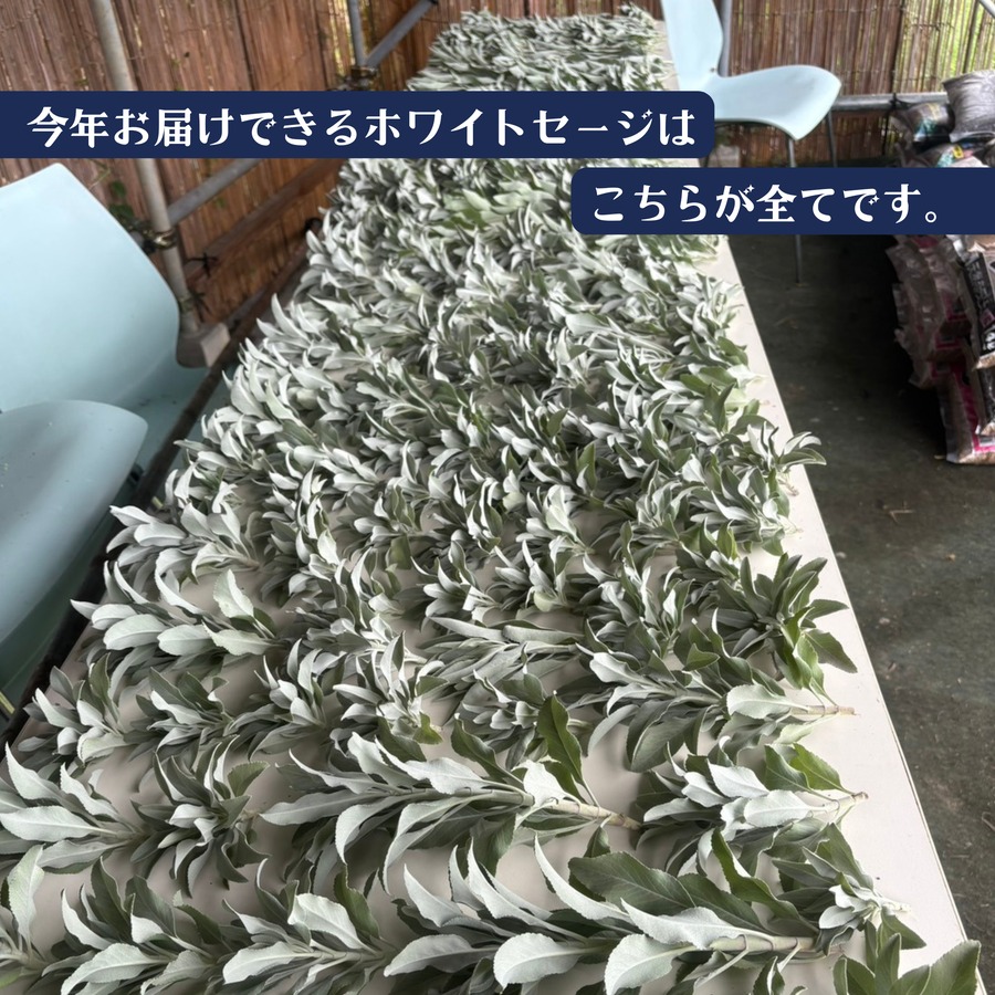 ハーブガーデンてんで収穫したホワイトセージは数量限定です