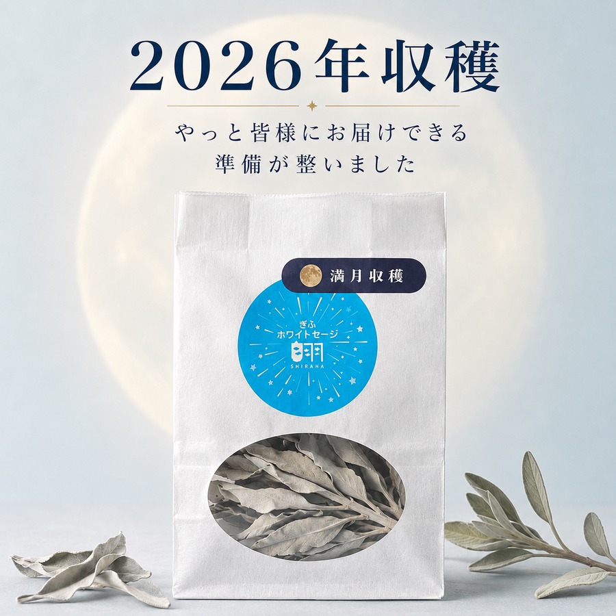 ハーブガーデンてんで収穫したホワイトセージ　