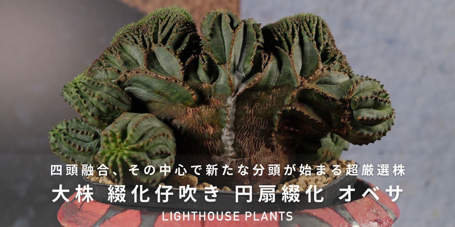 超厳選株】超大株 最大幅直 約12.7cm 綴化仔吹き 円扇綴化 オベサ