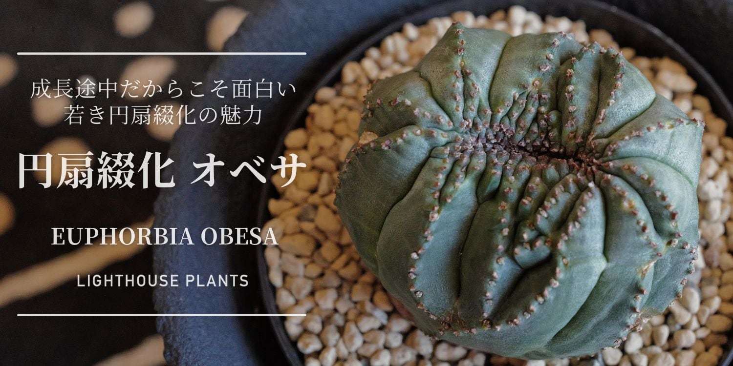 最大幅 約7.8cm 円扇綴化 仔吹き オベサ / ユーフォルビア
