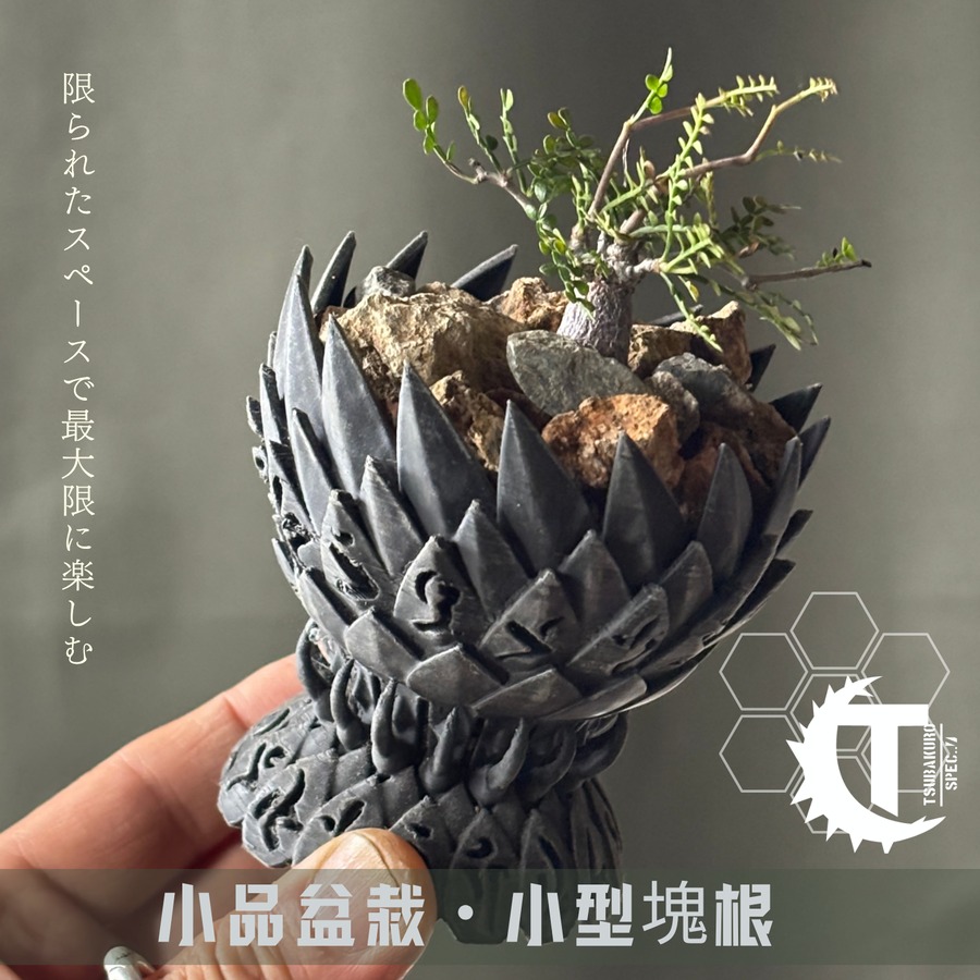 【Baby Pot】限られたスペースで最大限に楽しむ為のミニサイズ鉢